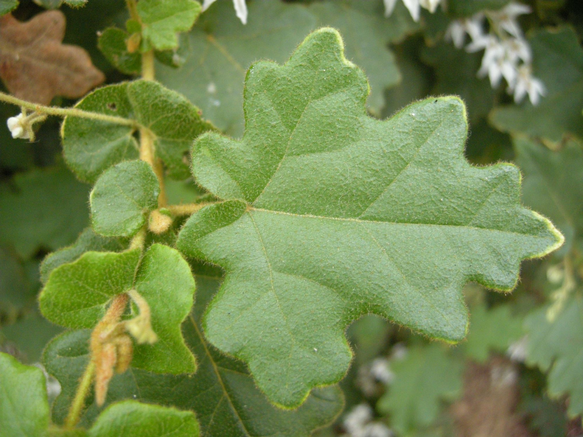 Image of Thomasia solanacea