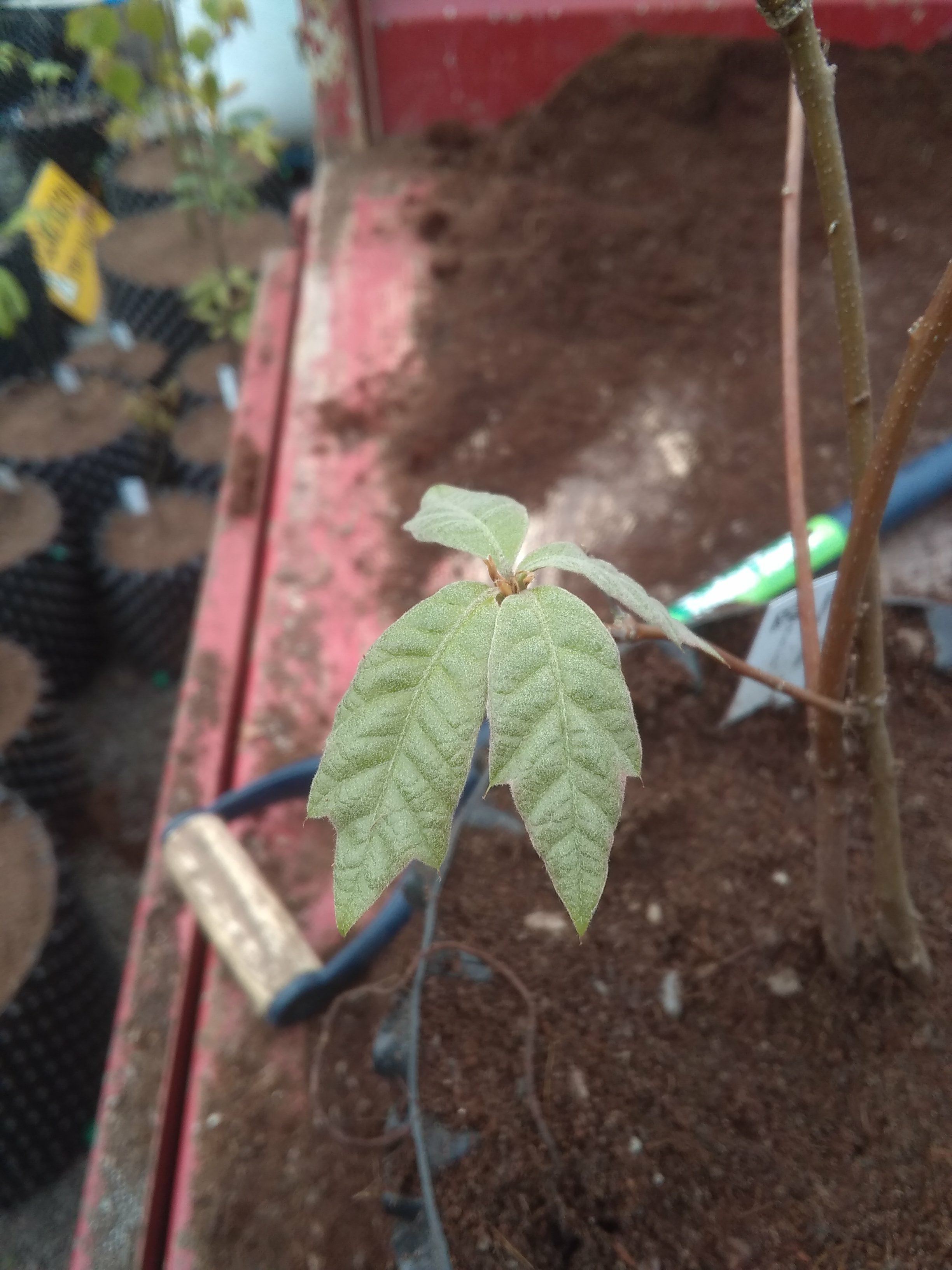 Image of Quercus Ã— runcinata