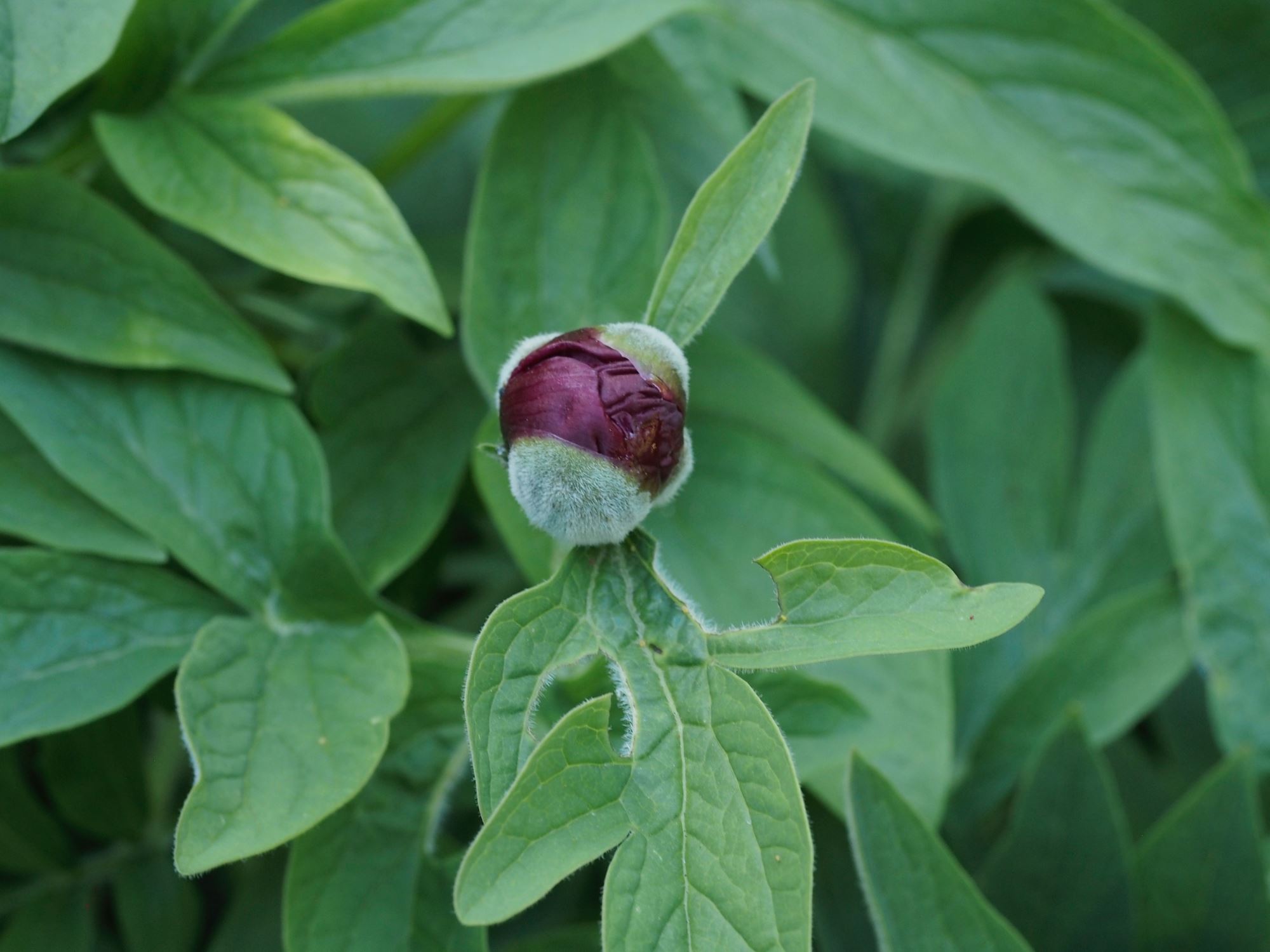 Image of Paeonia mascula subsp. arietina