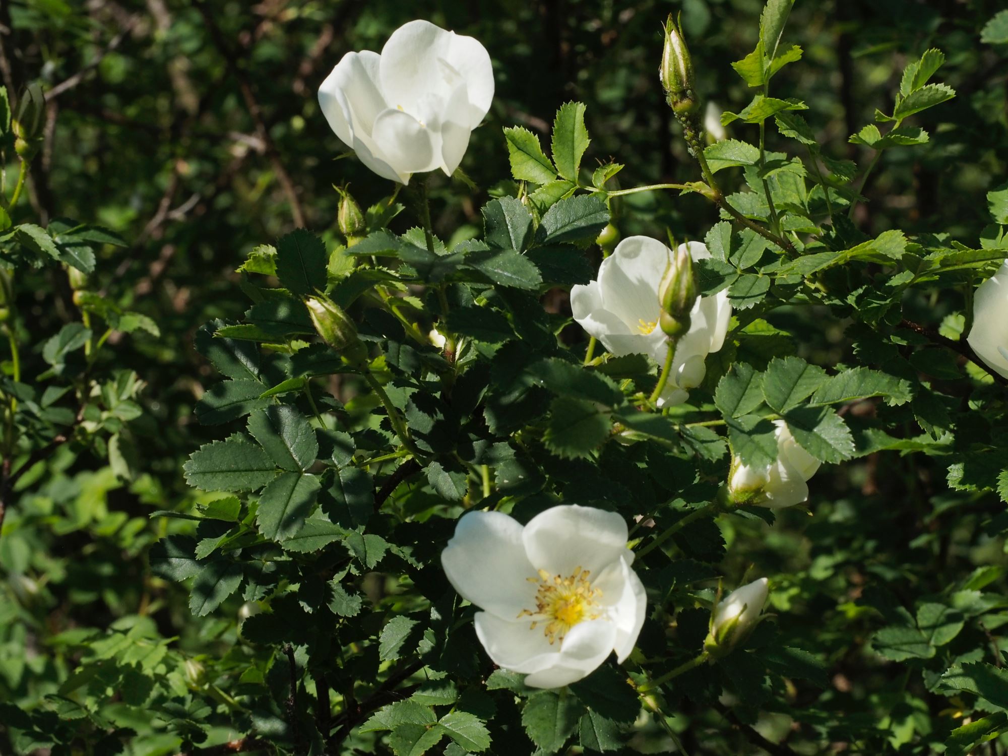 Image of Rosa spinosissima