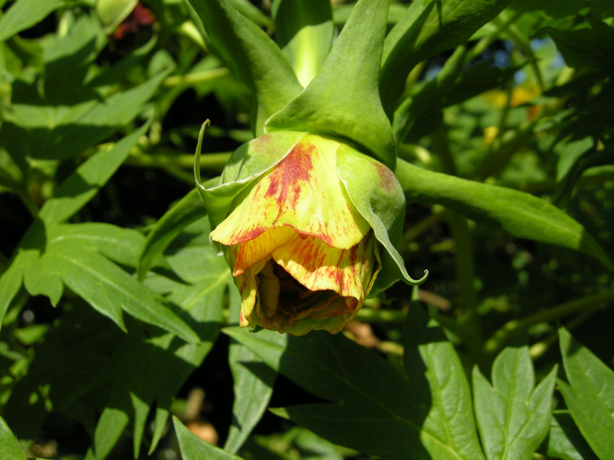 Image of Paeonia delavayi Ã— P. lutea