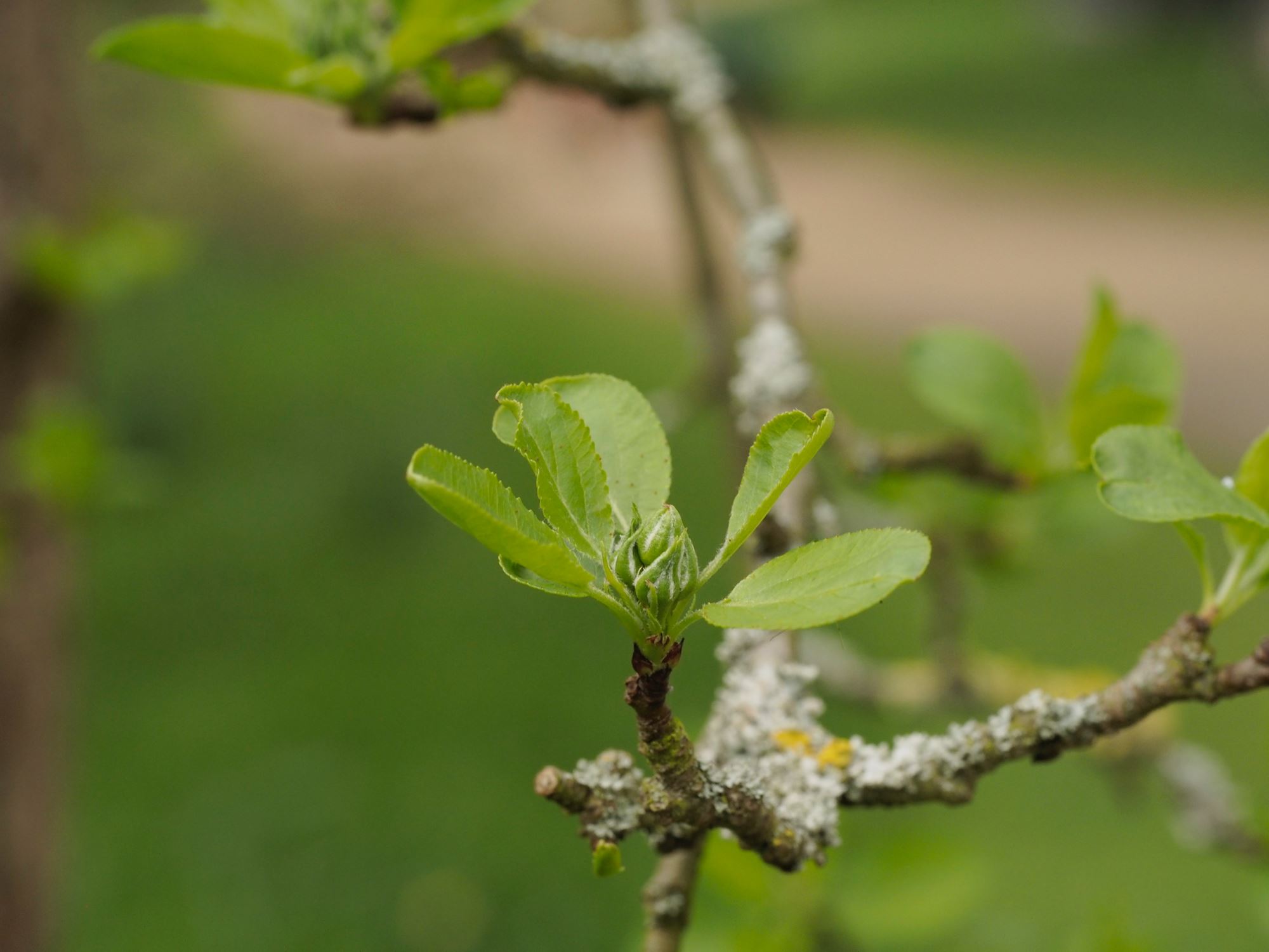 Image of Malus prattii