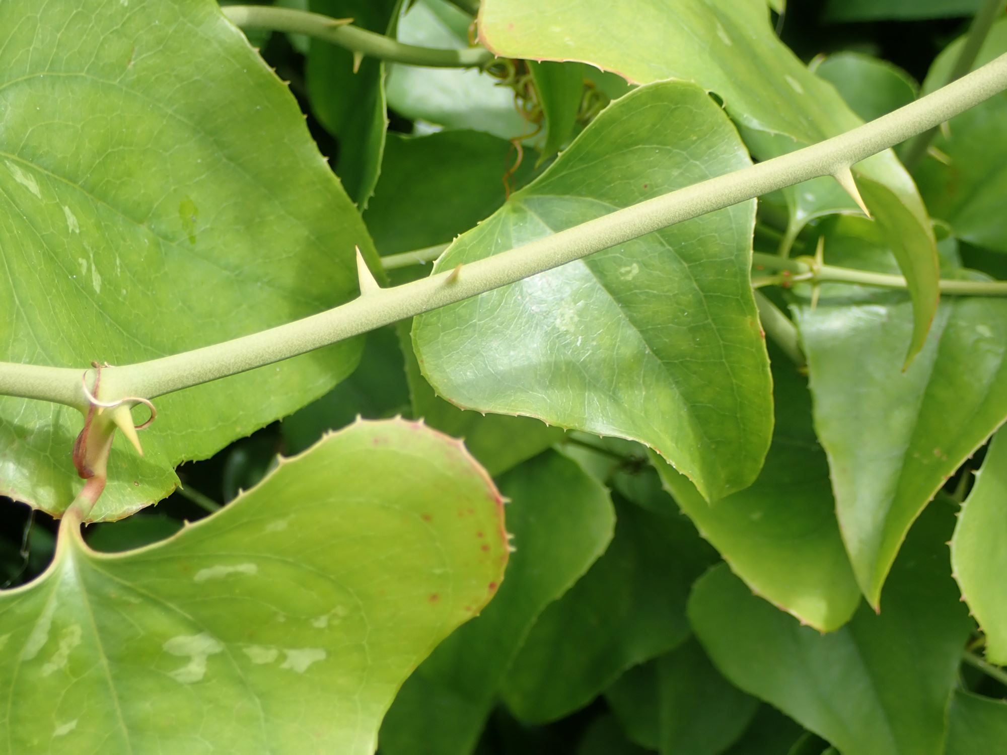 Image of Smilax cantab
