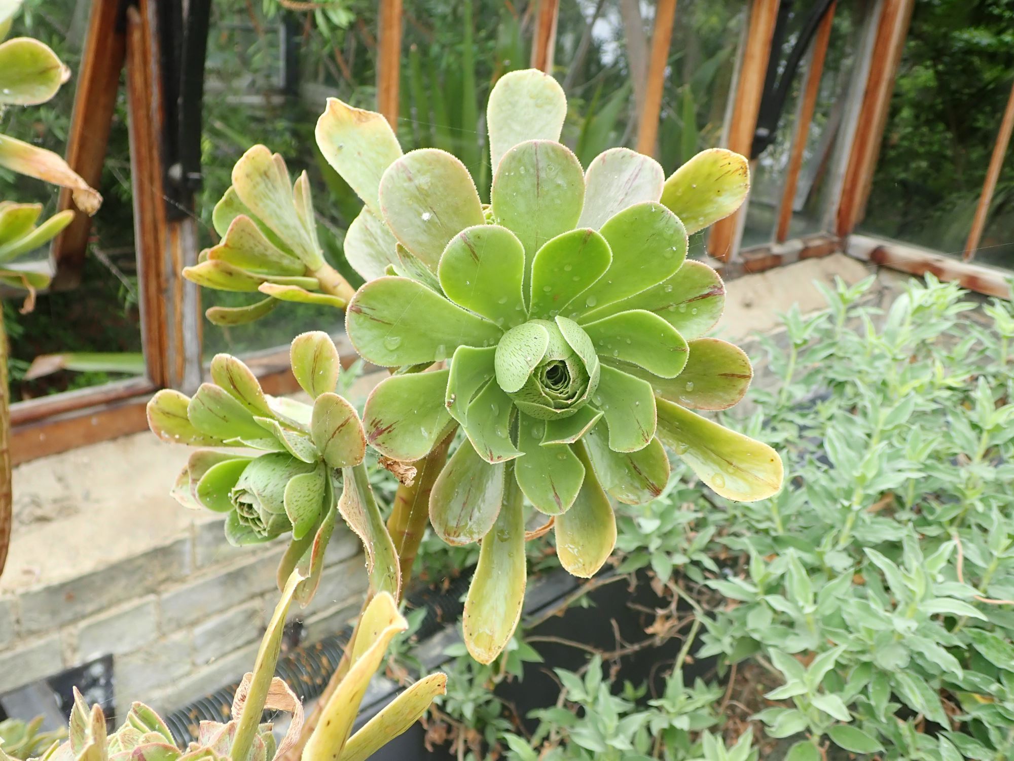 Image of Aeonium spathulatum