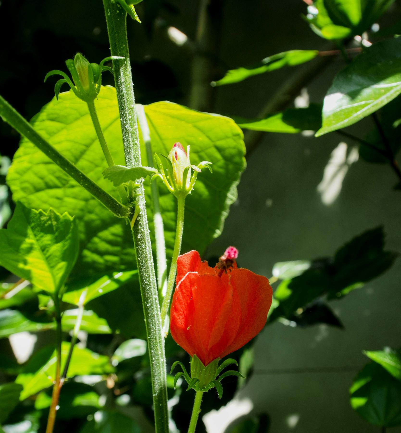 Image of Hibiscus Ã— archeri