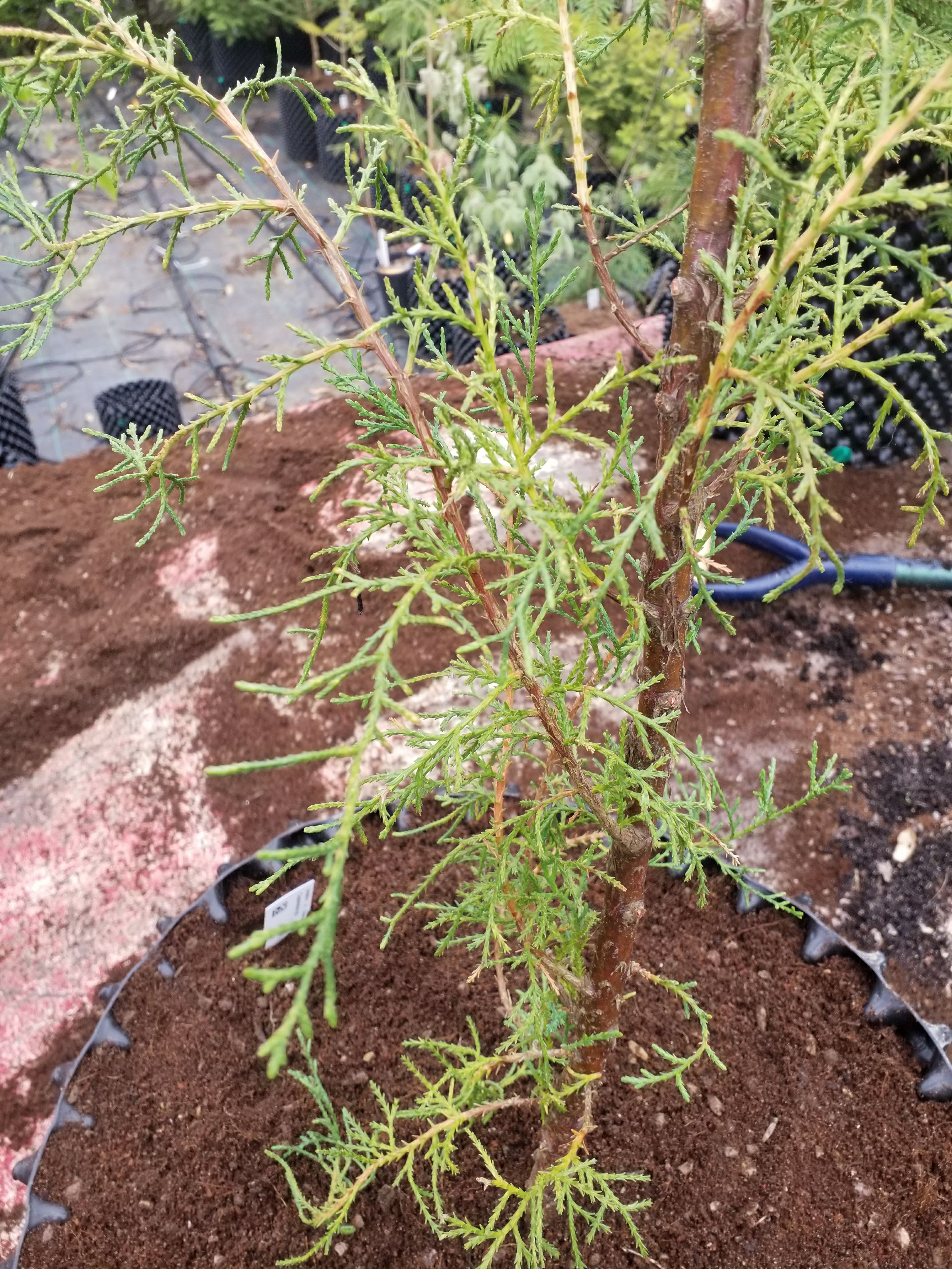 Image of Cupressus sp.