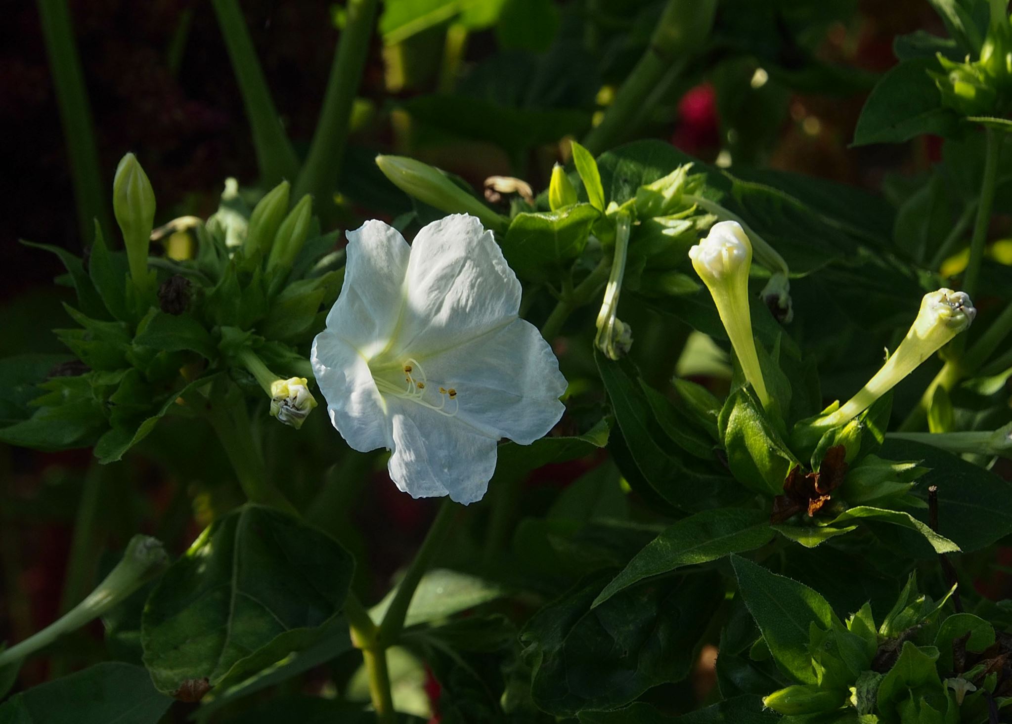 Image of Mirabilis jalapa