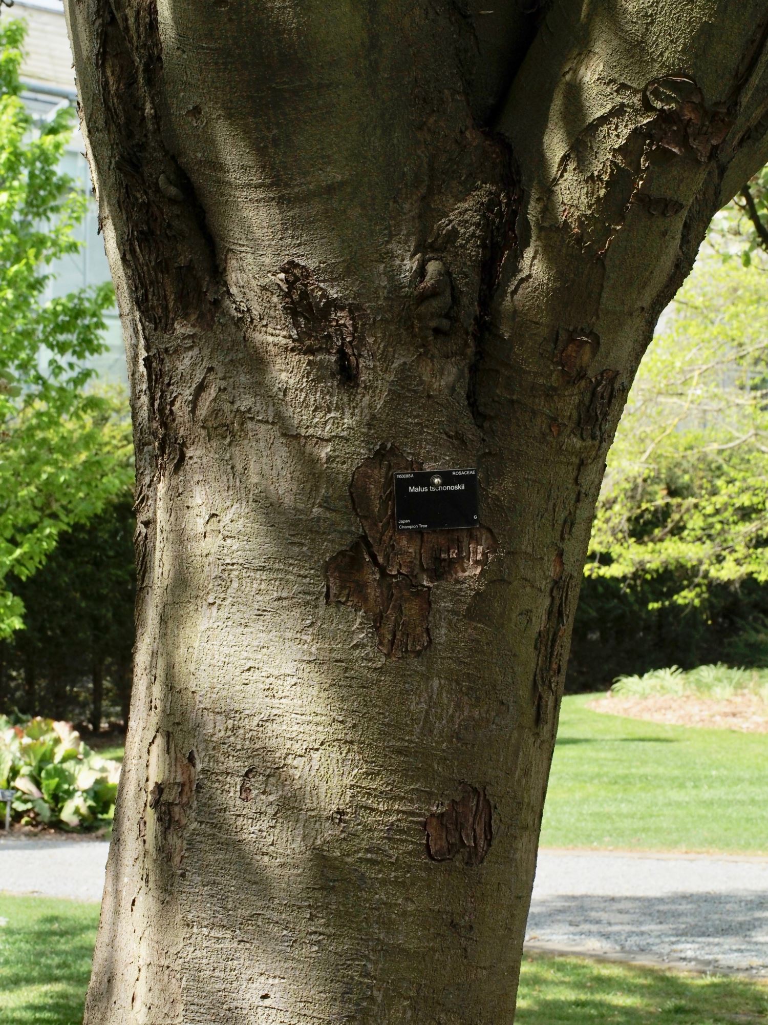 Image of Malus tschonoskii
