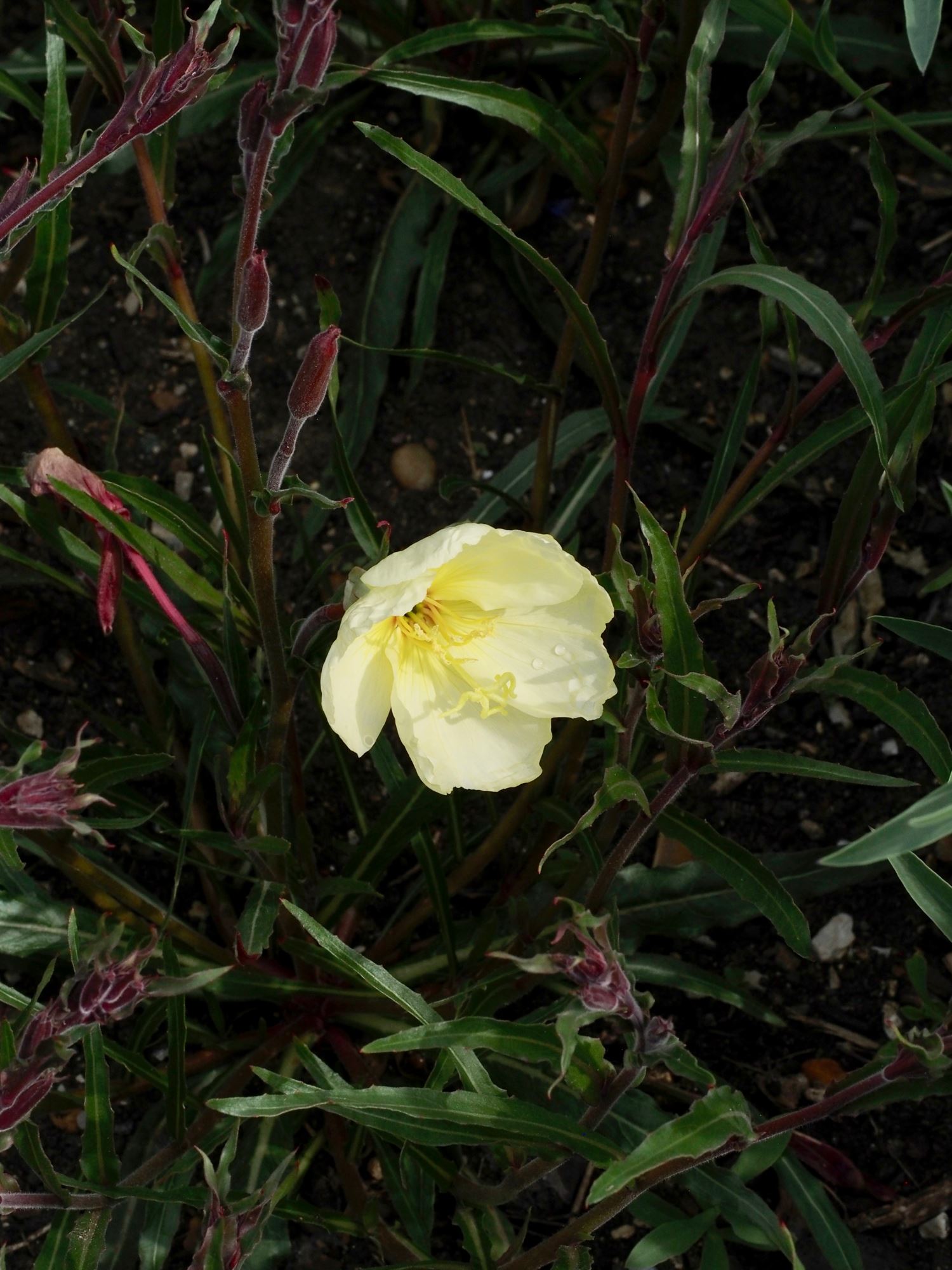 Image of Oenothera 'Apricot Delight'