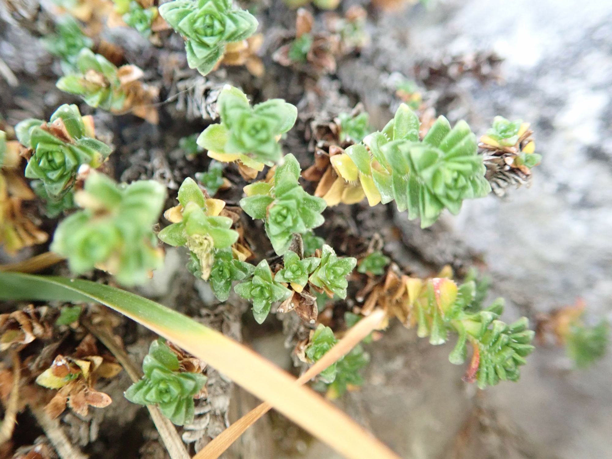 Image of Saxifraga oppositifolia var. oppositifolia