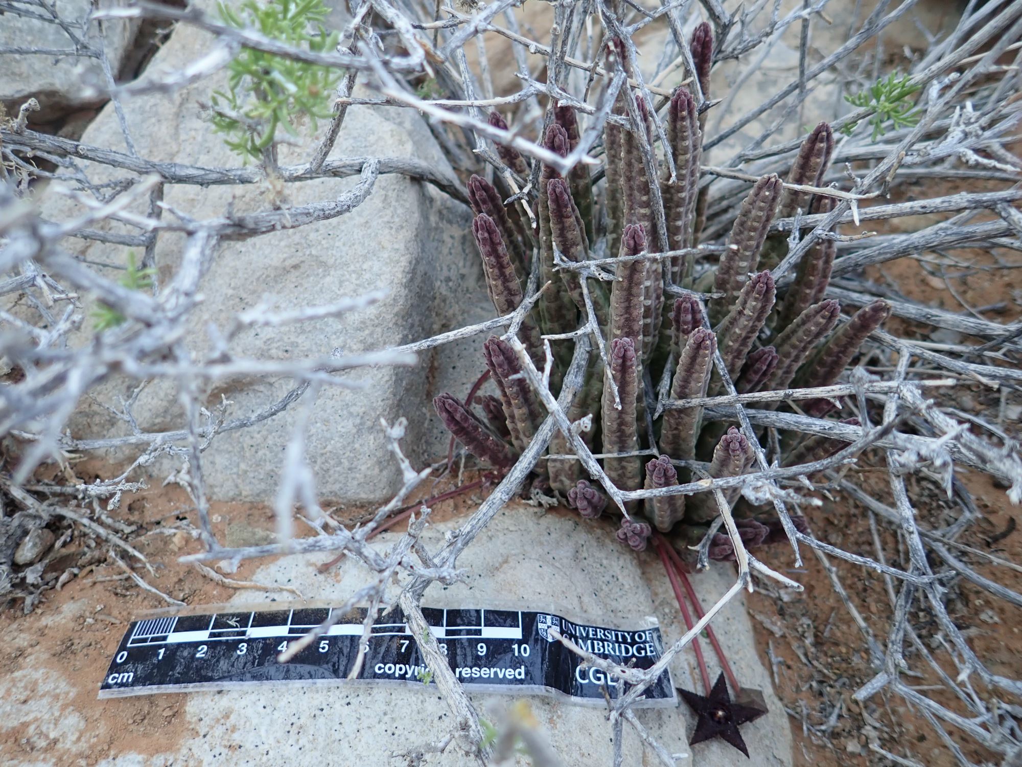 Image of Stapelia similis