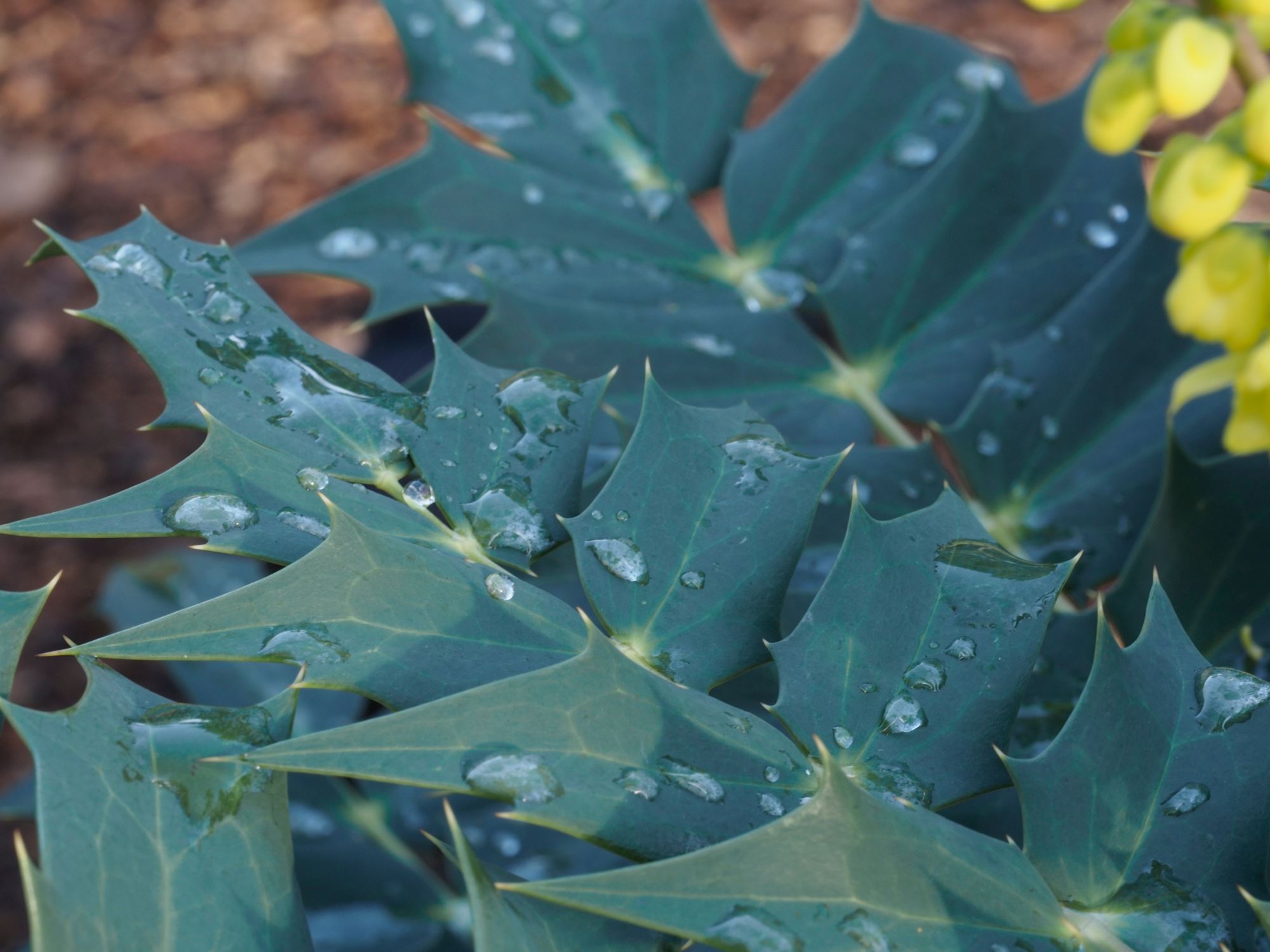 Image of Mahonia Ã— media 'Charity'