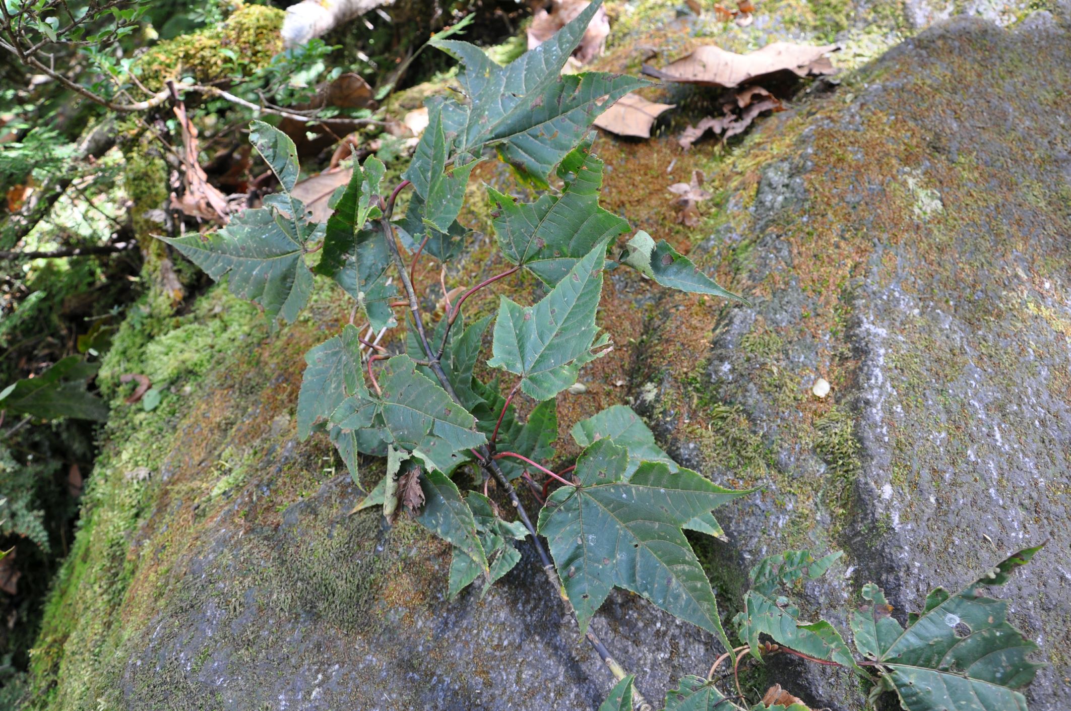 Image of Acer pectinatum