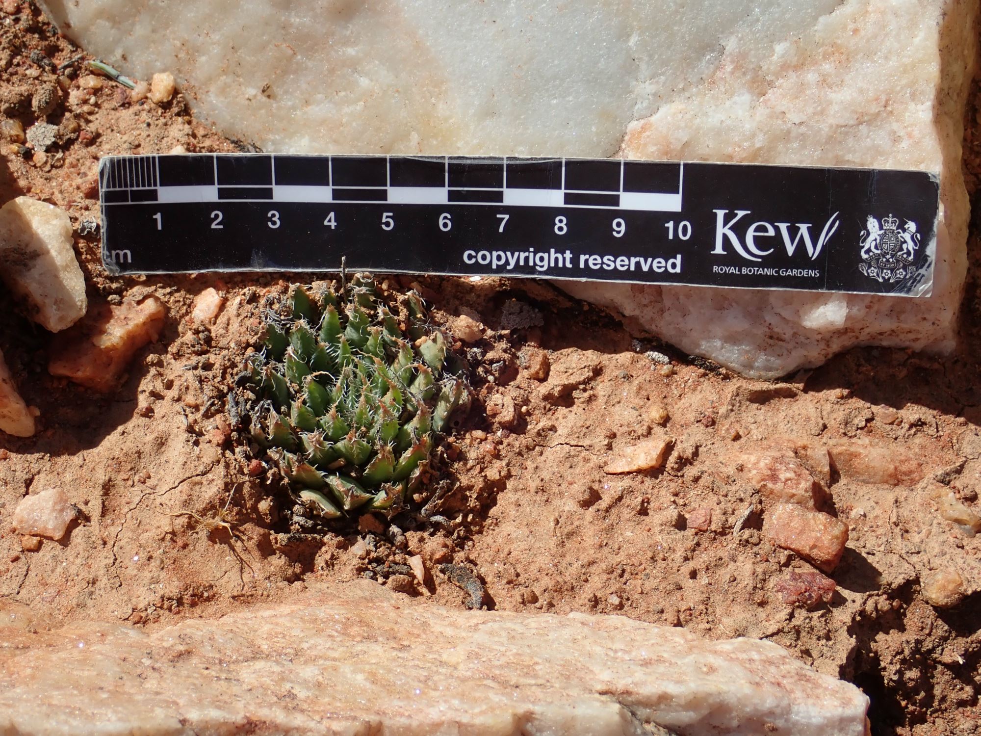 Image of Haworthia arachnoidea