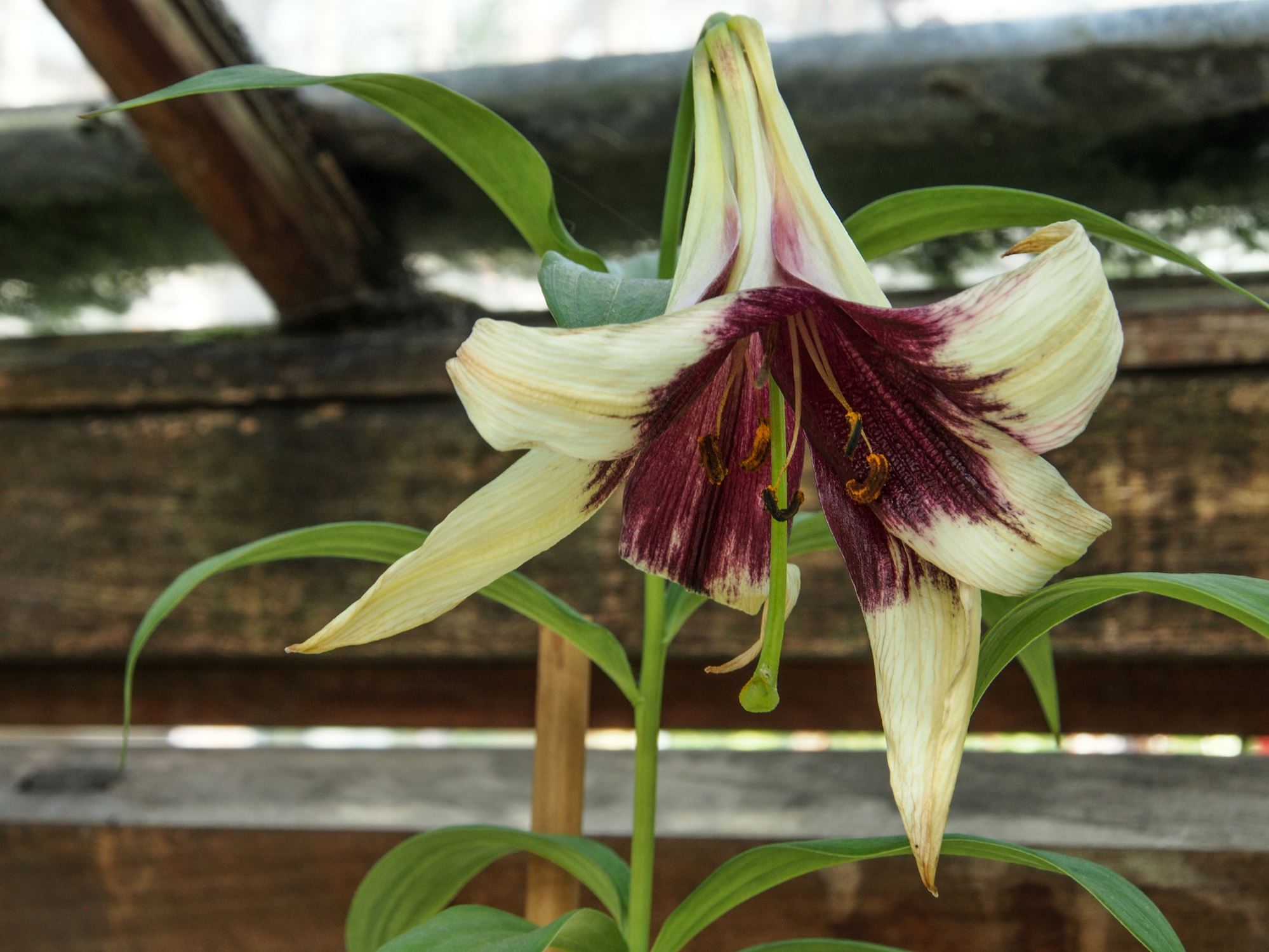 Image of Lilium nepalense