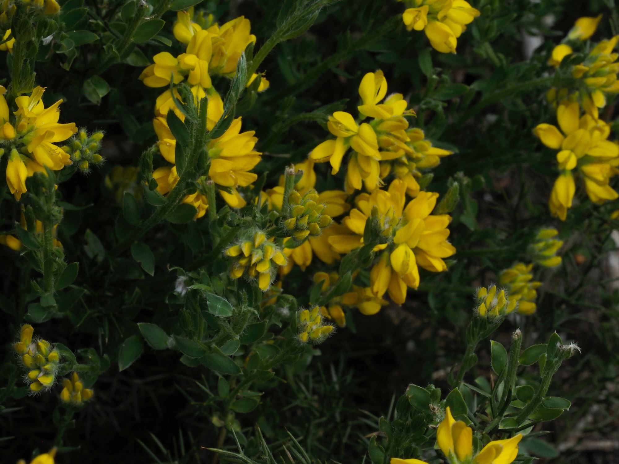 Image of Genista hispanica