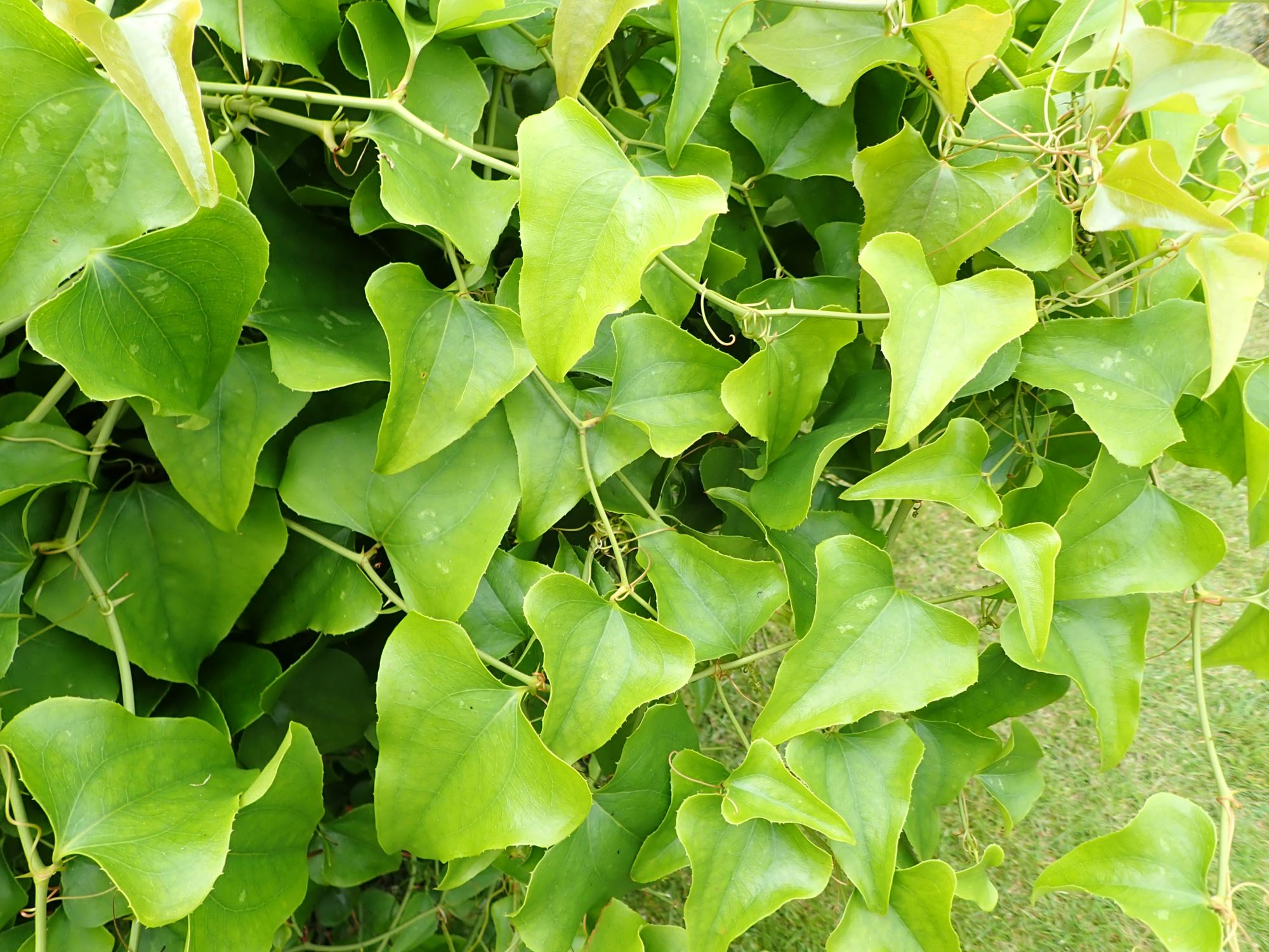 Image of Smilax cantab