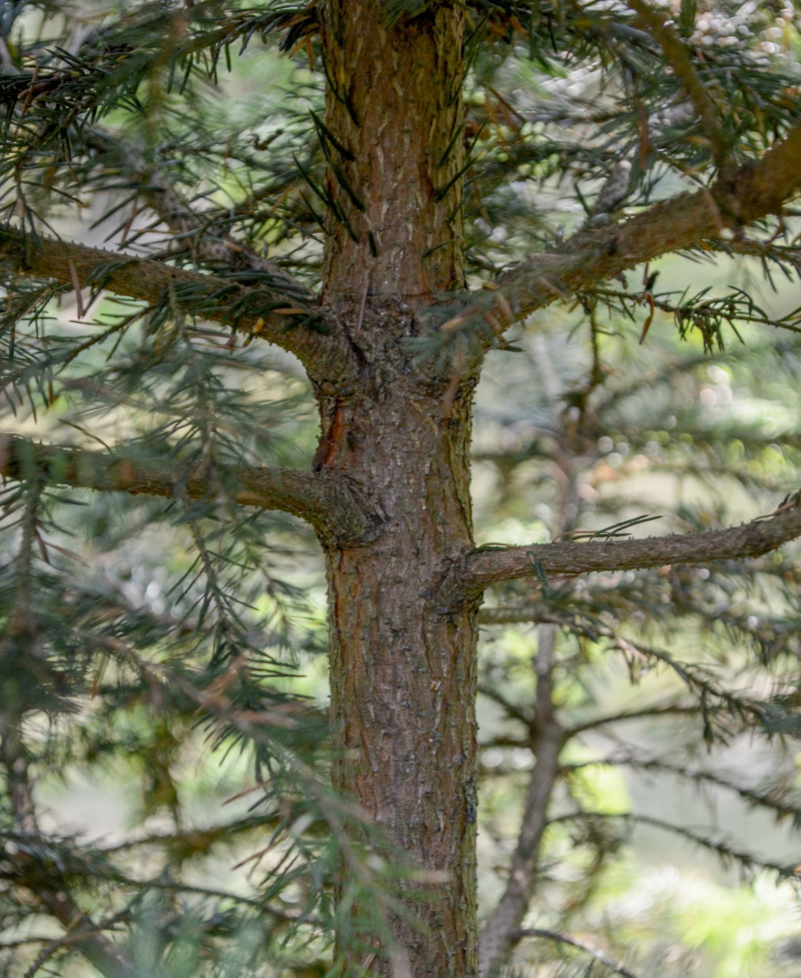 Image of Picea omorika