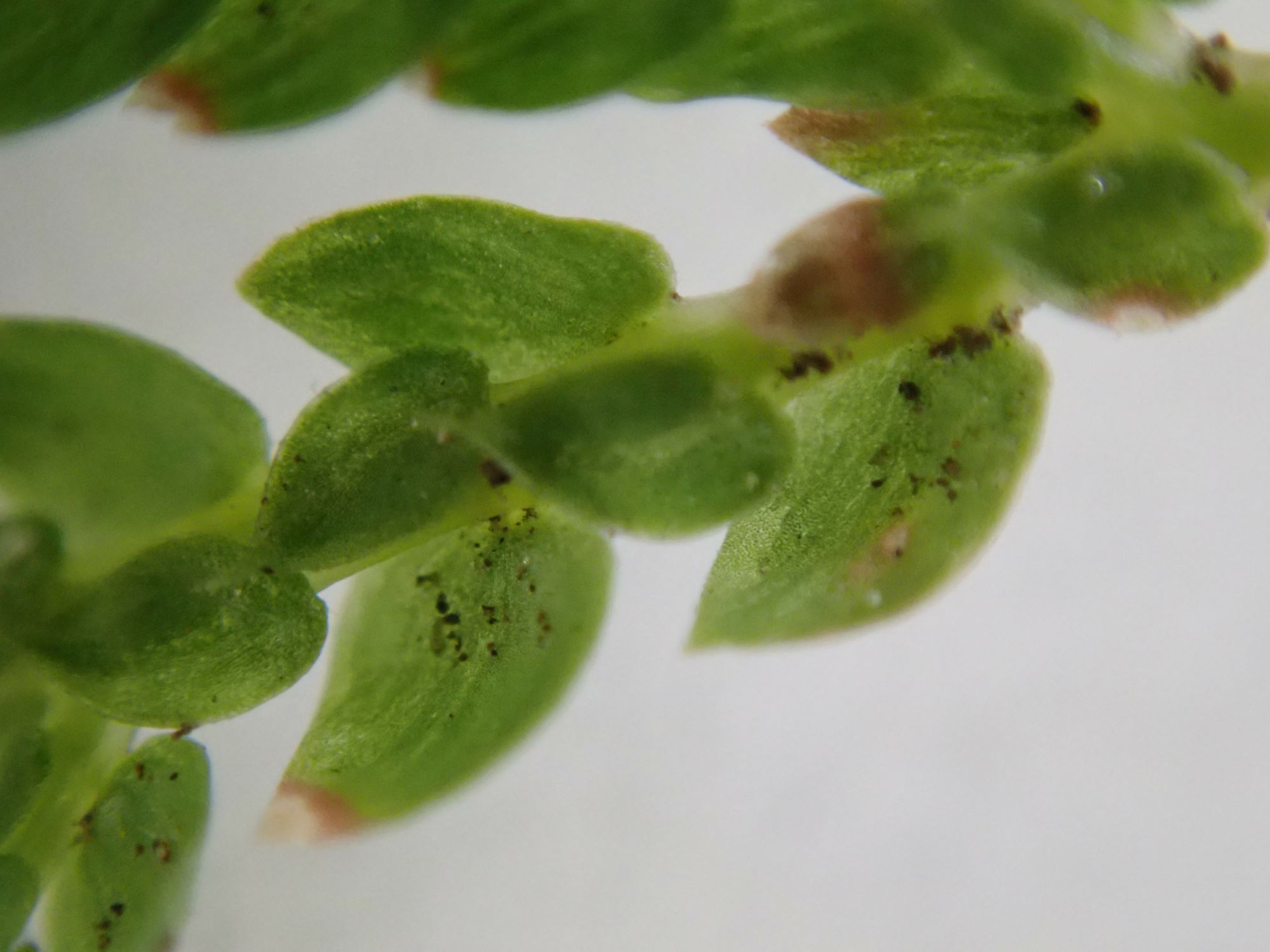 Image of Selaginella moellendorffii