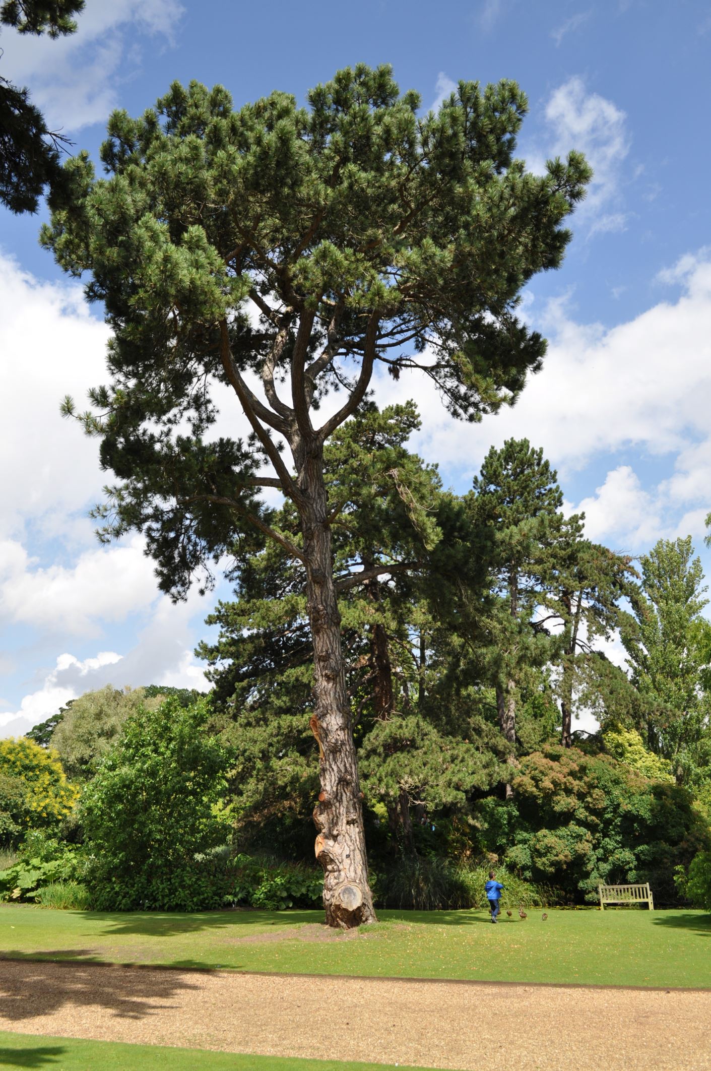 Image of Pinus nigra subsp. salzmannii