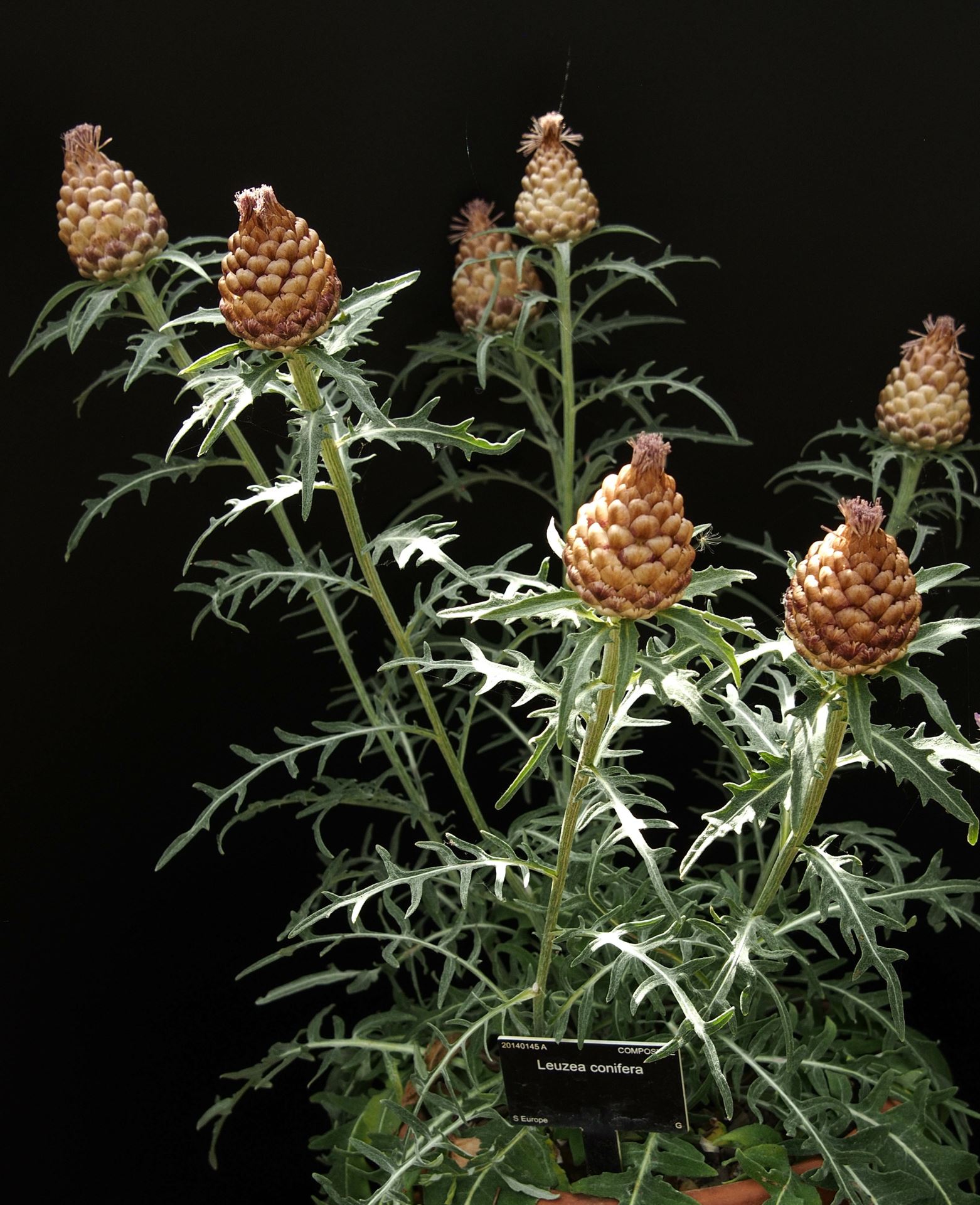 Image of Leuzea conifera