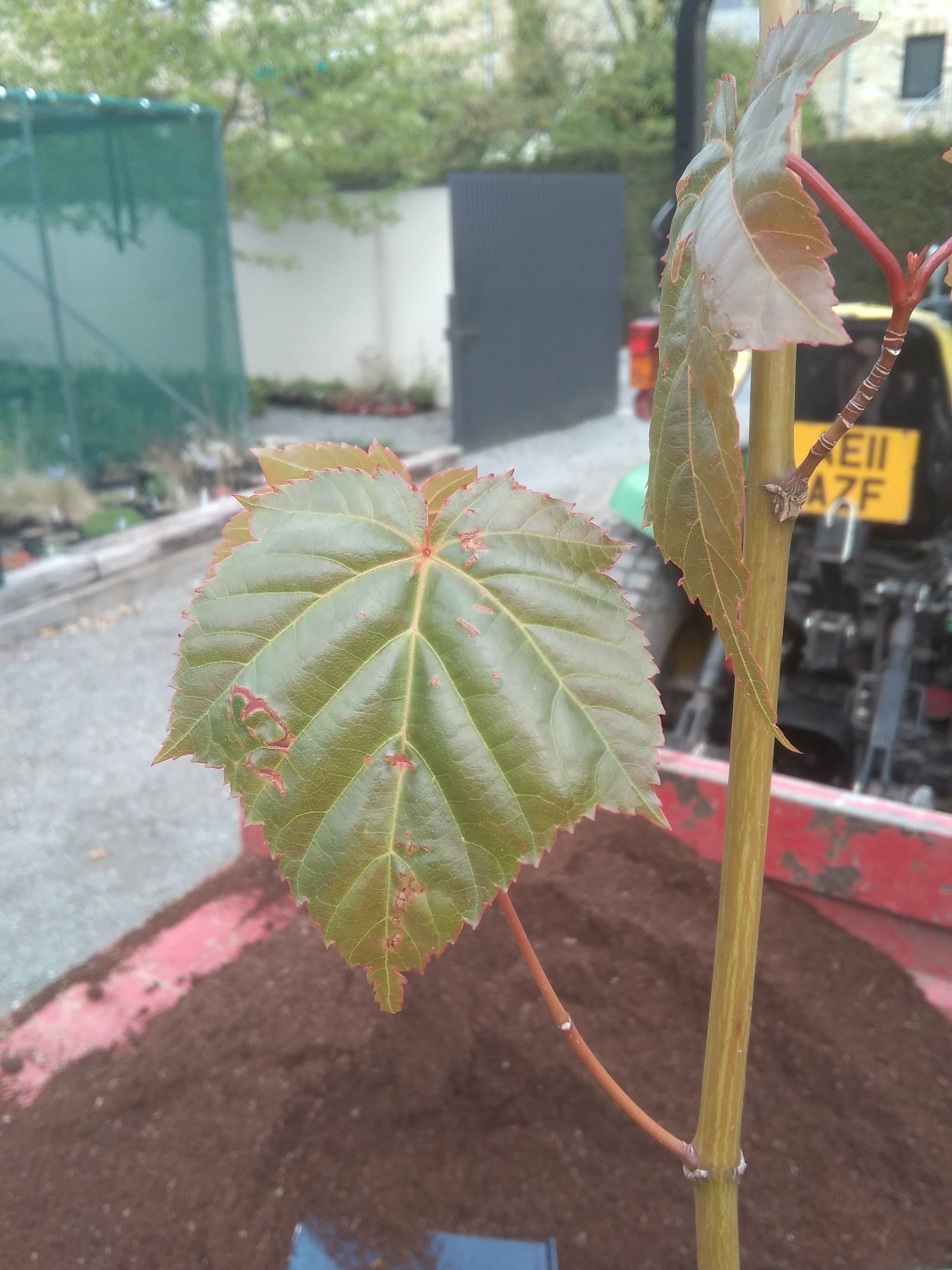 Image of Acer sp.