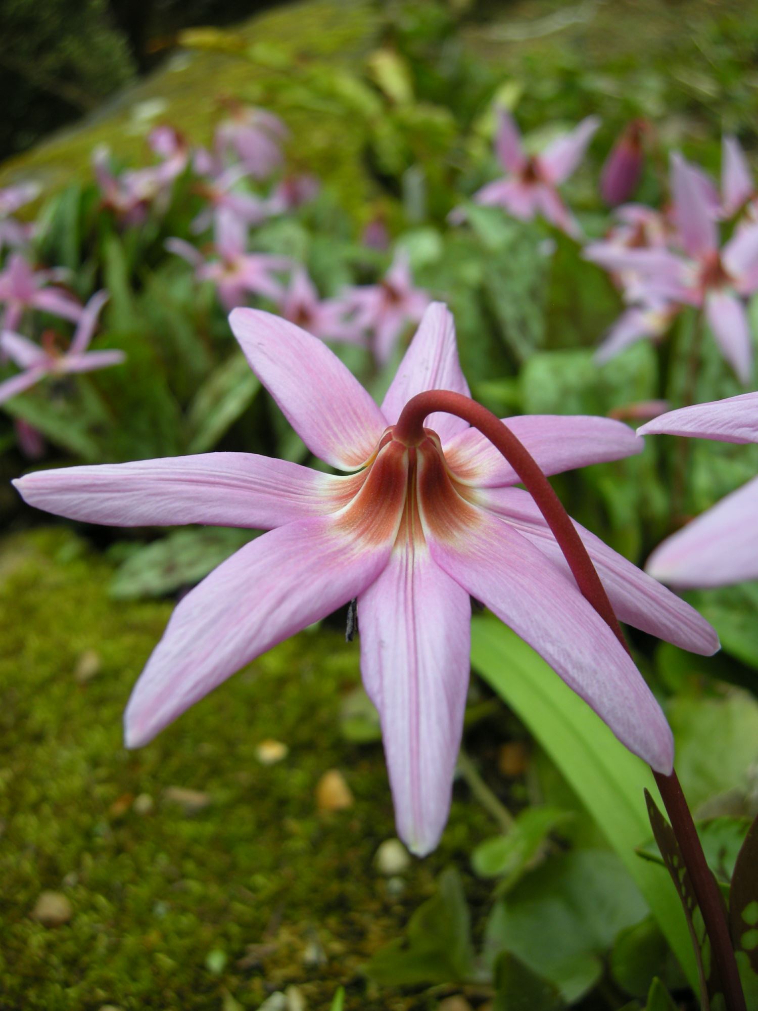 Image of Erythronium dens-canis
