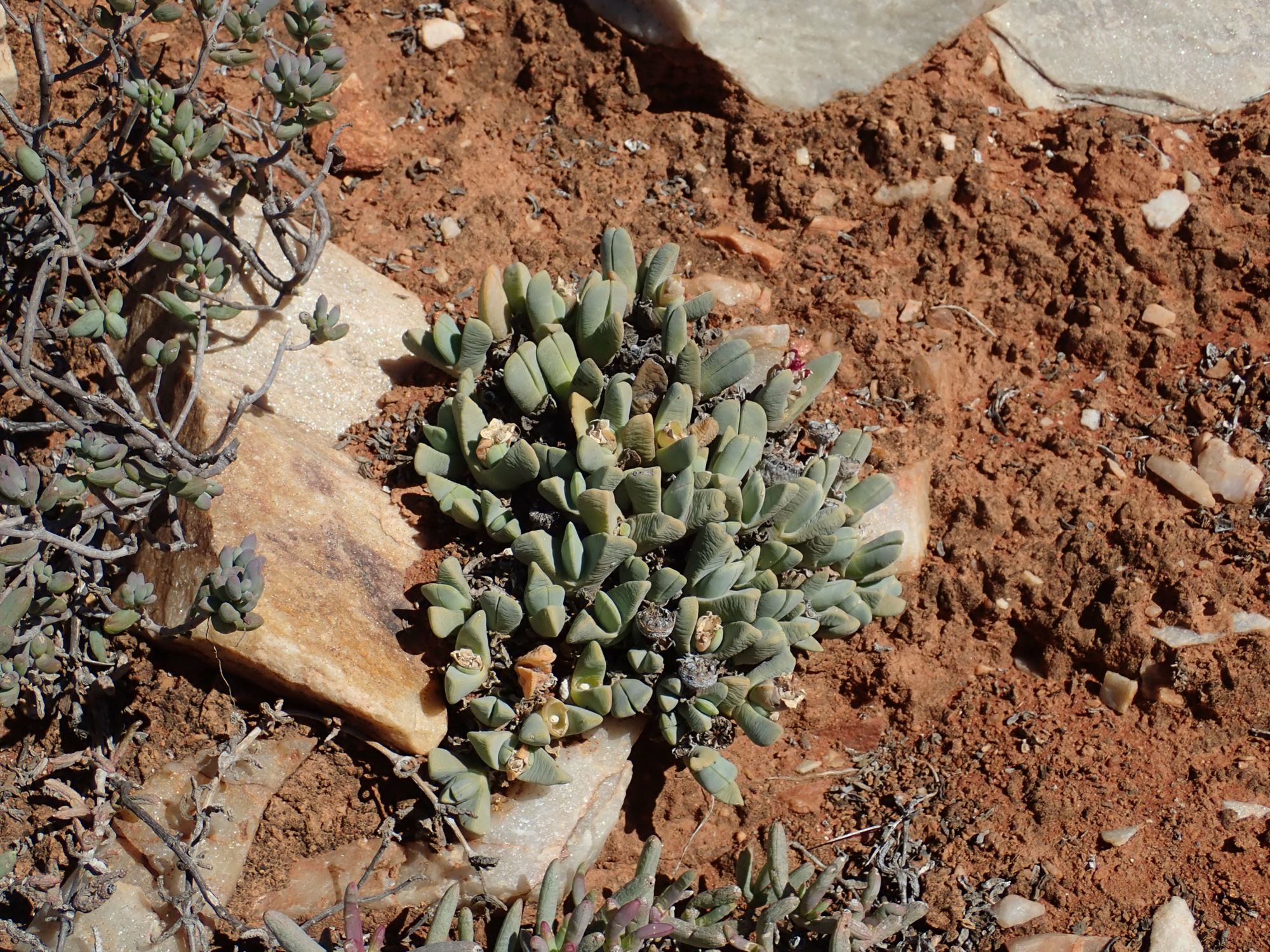 Image of Cheiridopsis purpurea