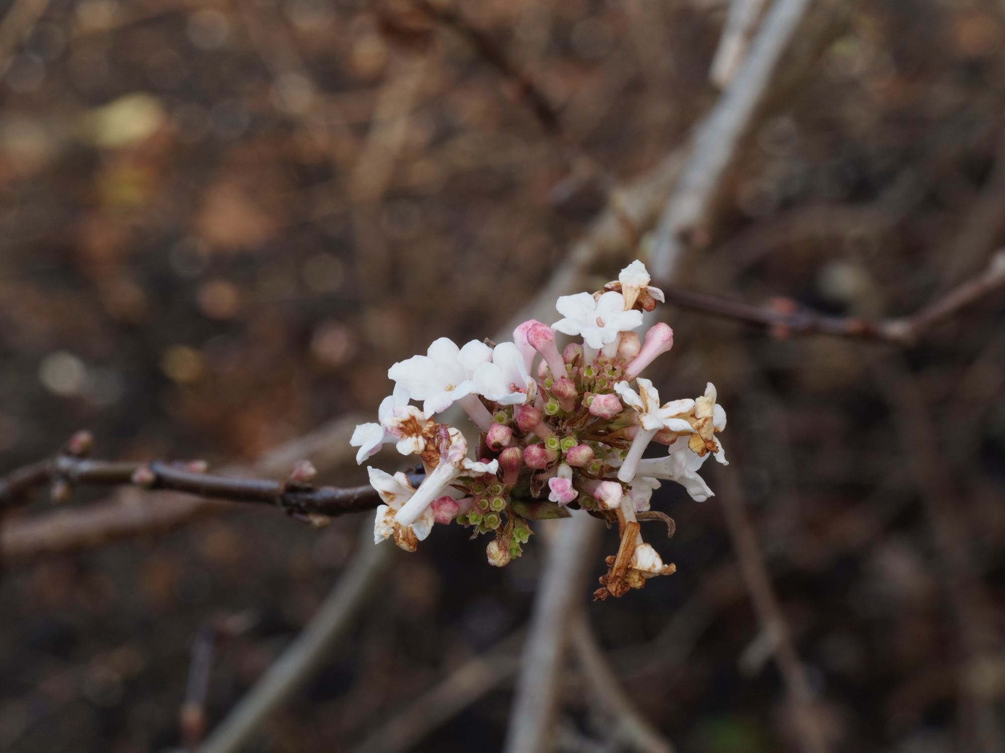 Image of Viburnum farreri