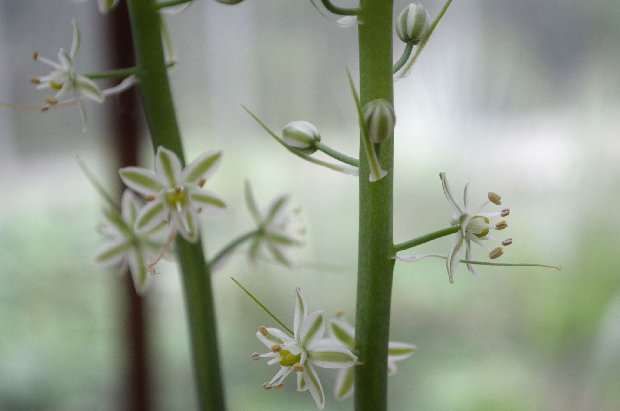 Image of Albuca bracteata