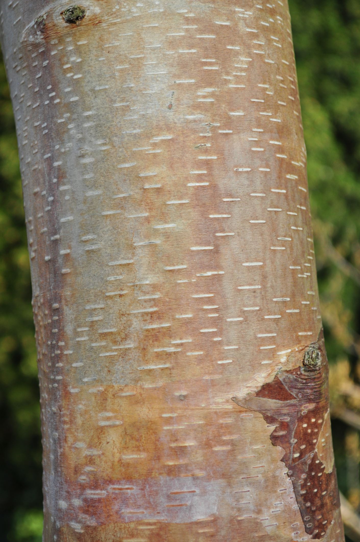 Image of Betula utilis subsp. albosinensis