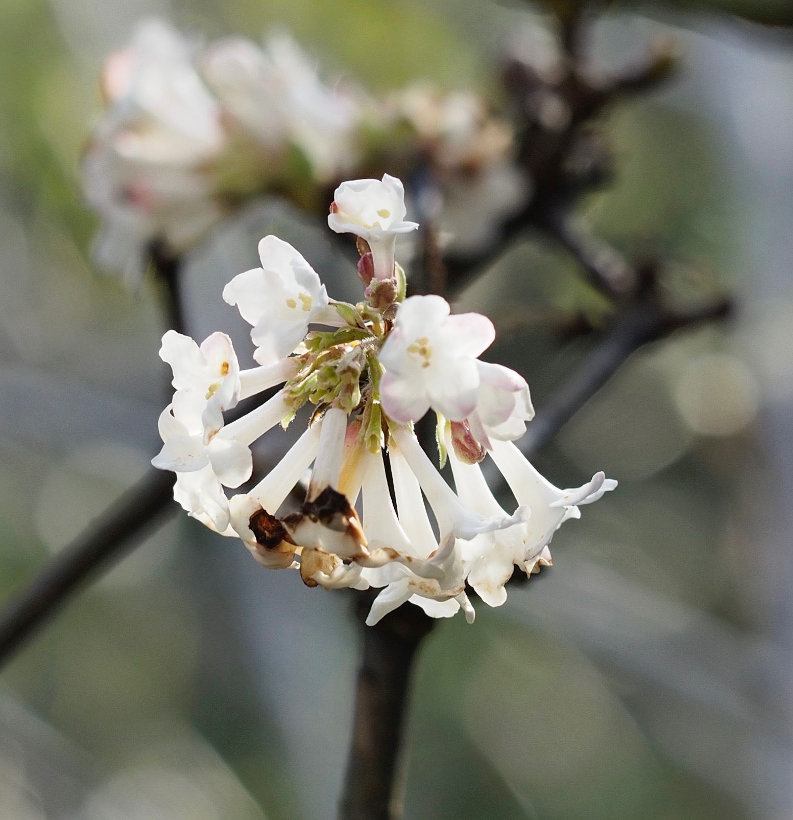 Image of Viburnum Ã— bodnantense 'Deben'