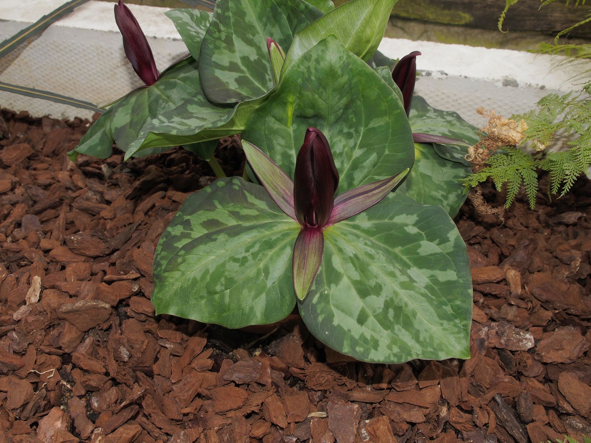 Image of Trillium chloropetalum