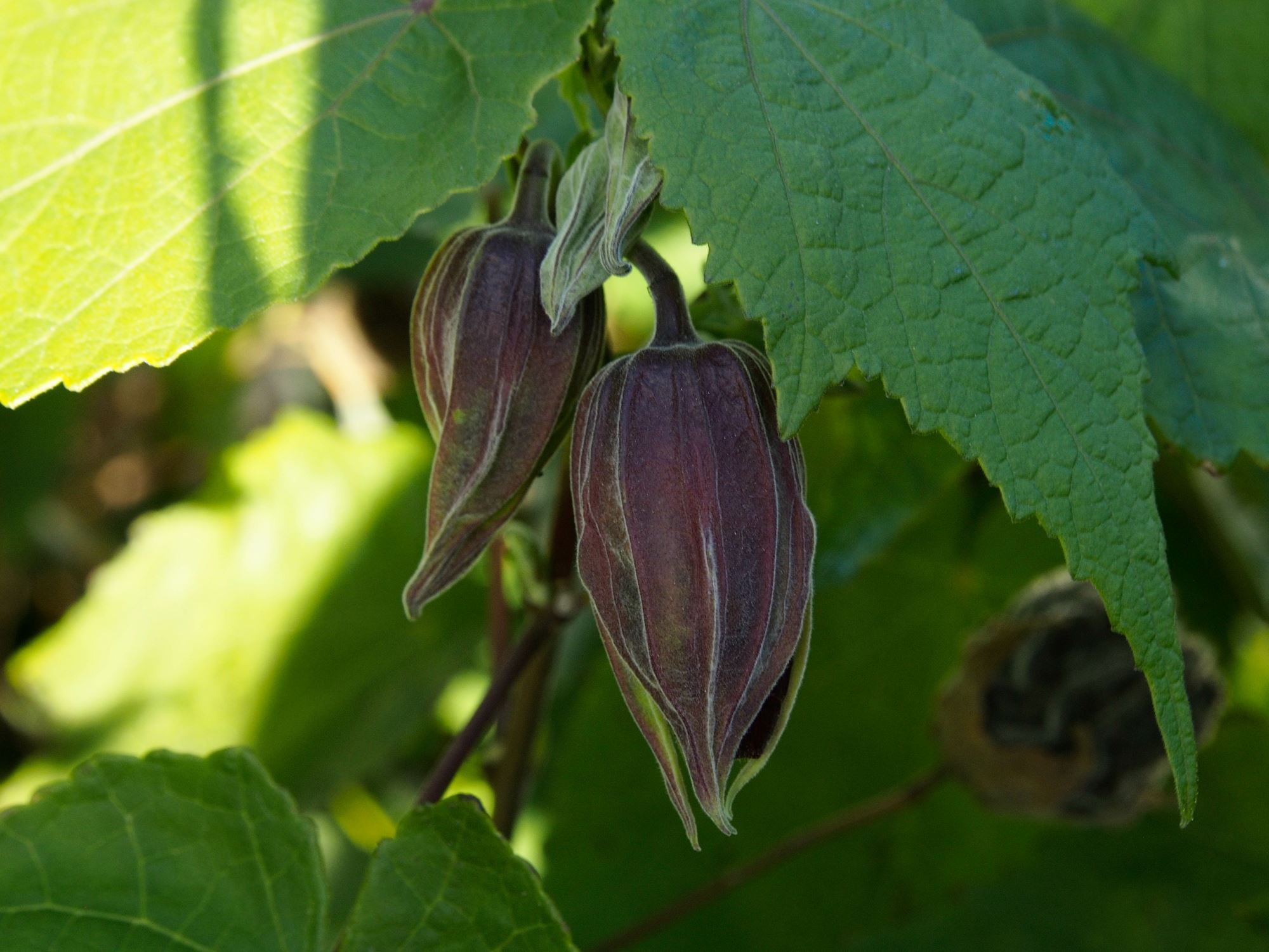 Image of Abutilon 'Nabob'