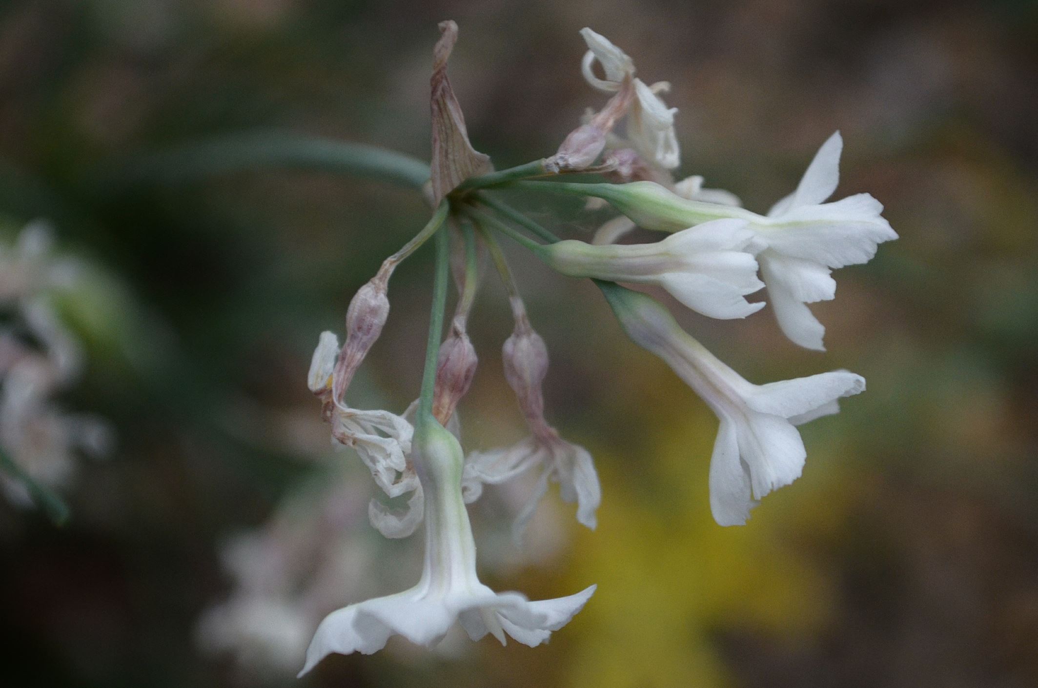 Image of Tulbaghia cominsii