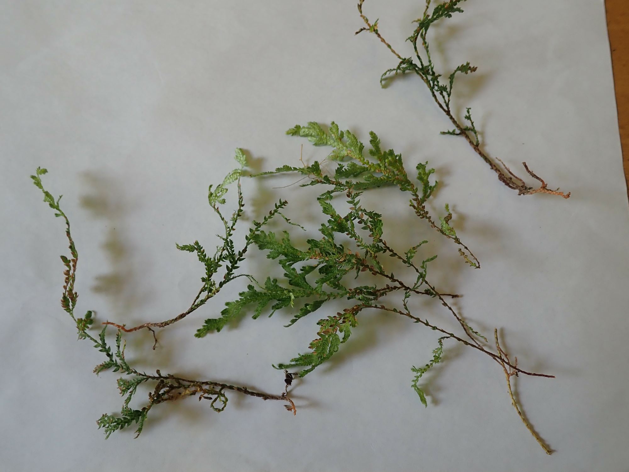 Image of Selaginella moellendorffii