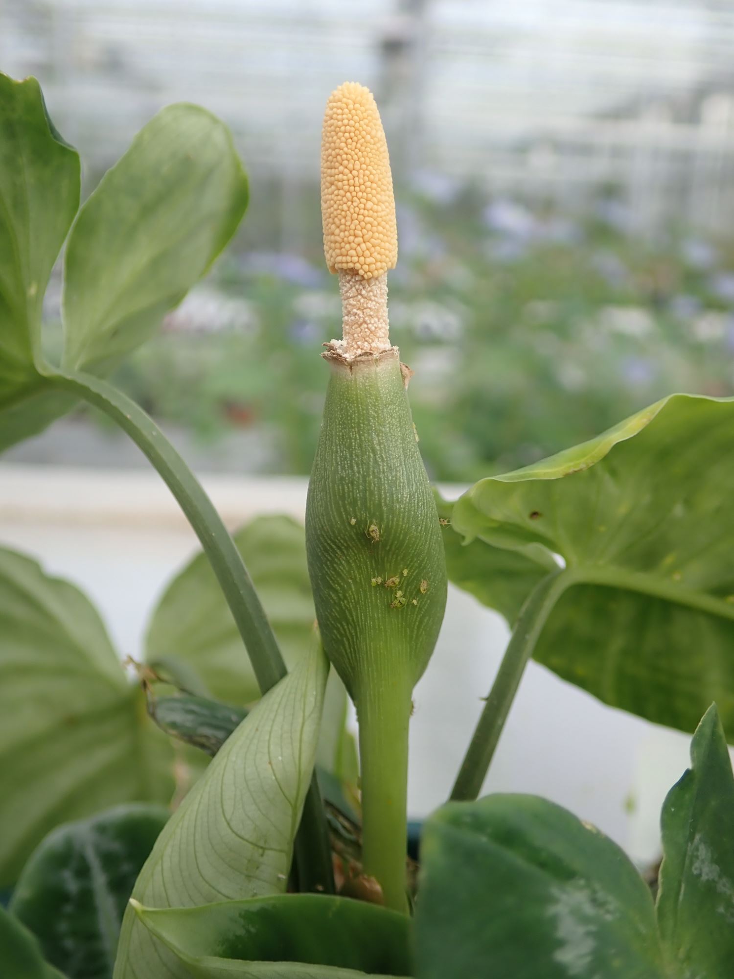 Image of Schismatoglottis scintillans