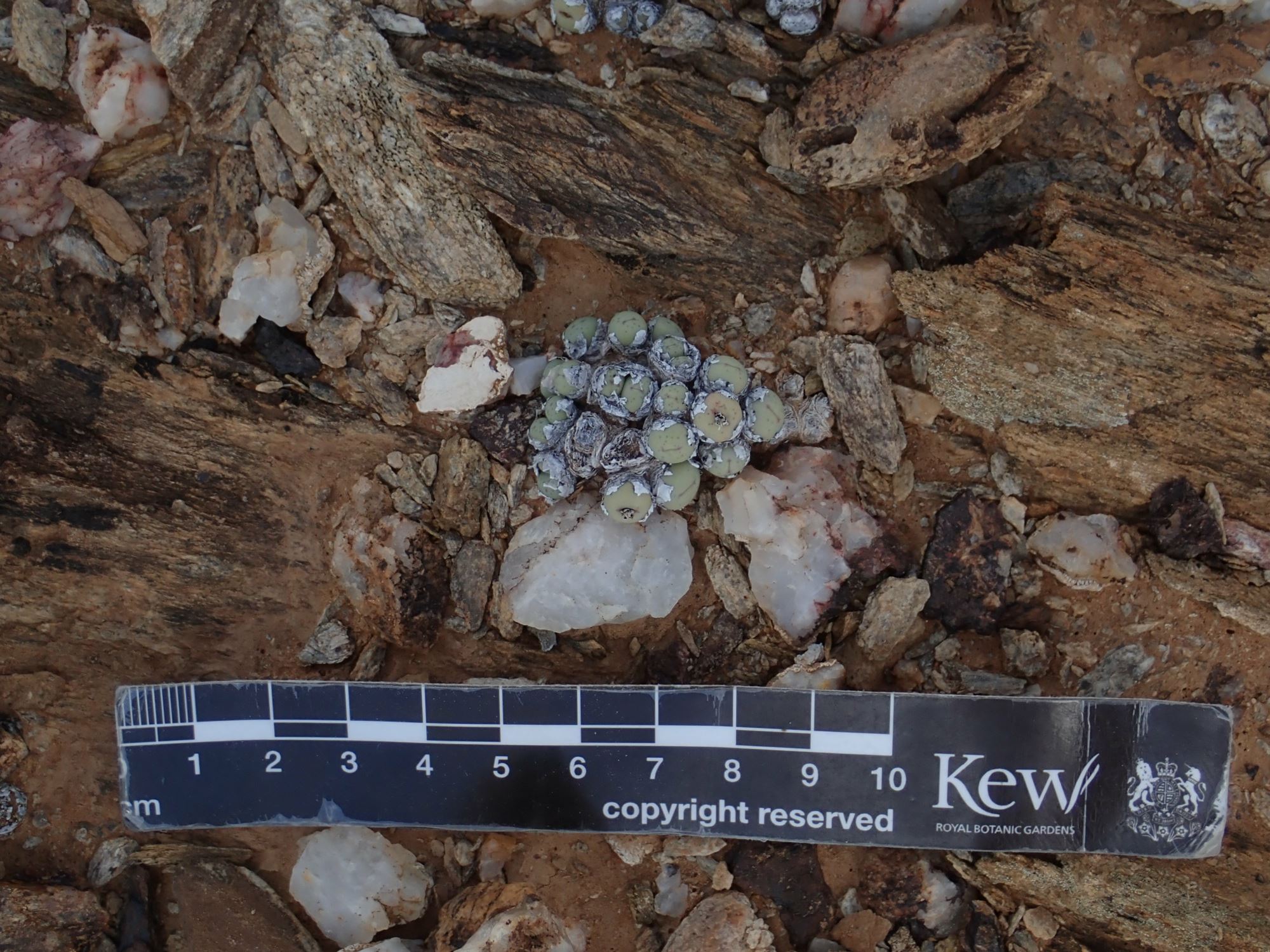 Image of Conophytum stevens-jonesianum
