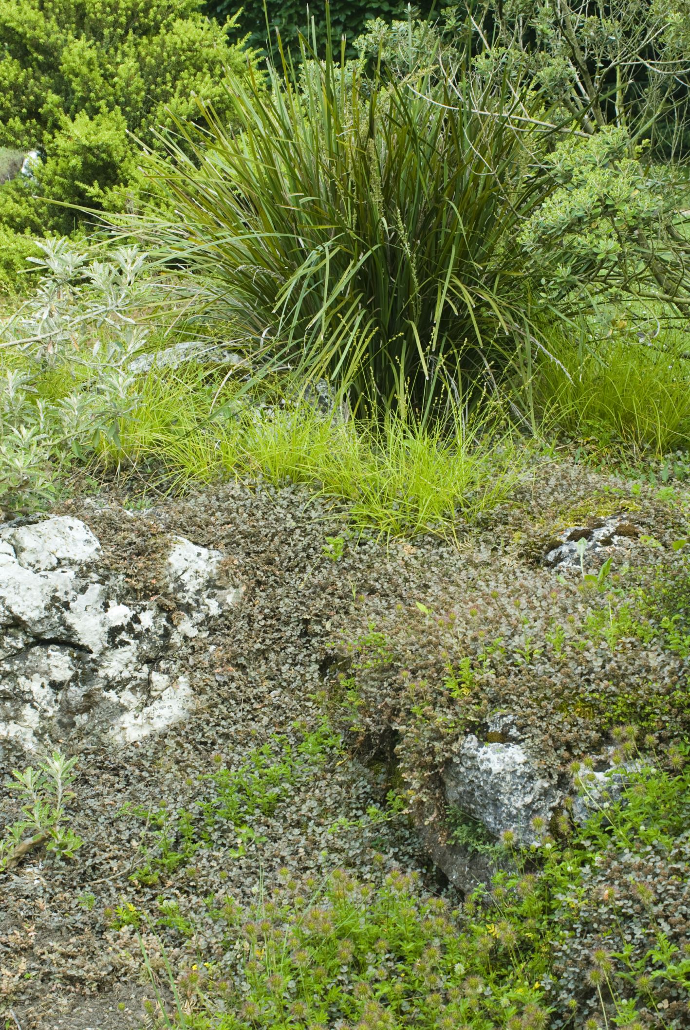 Image of Acaena caesiglauca