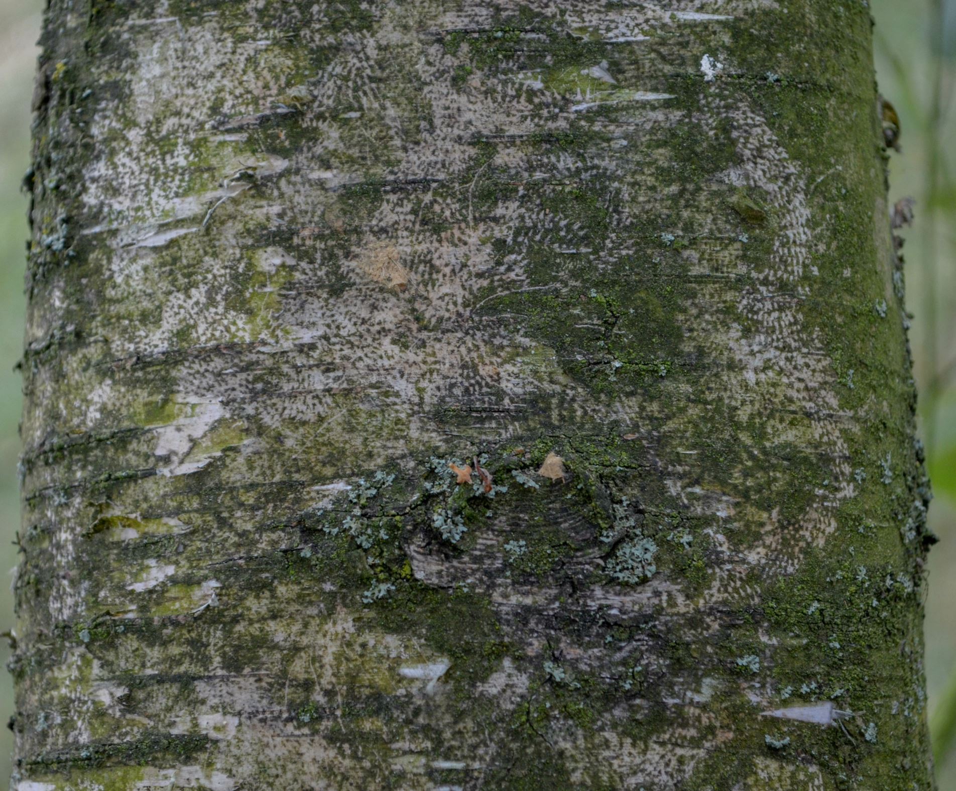 Image of Betula pubescens var. pubescens