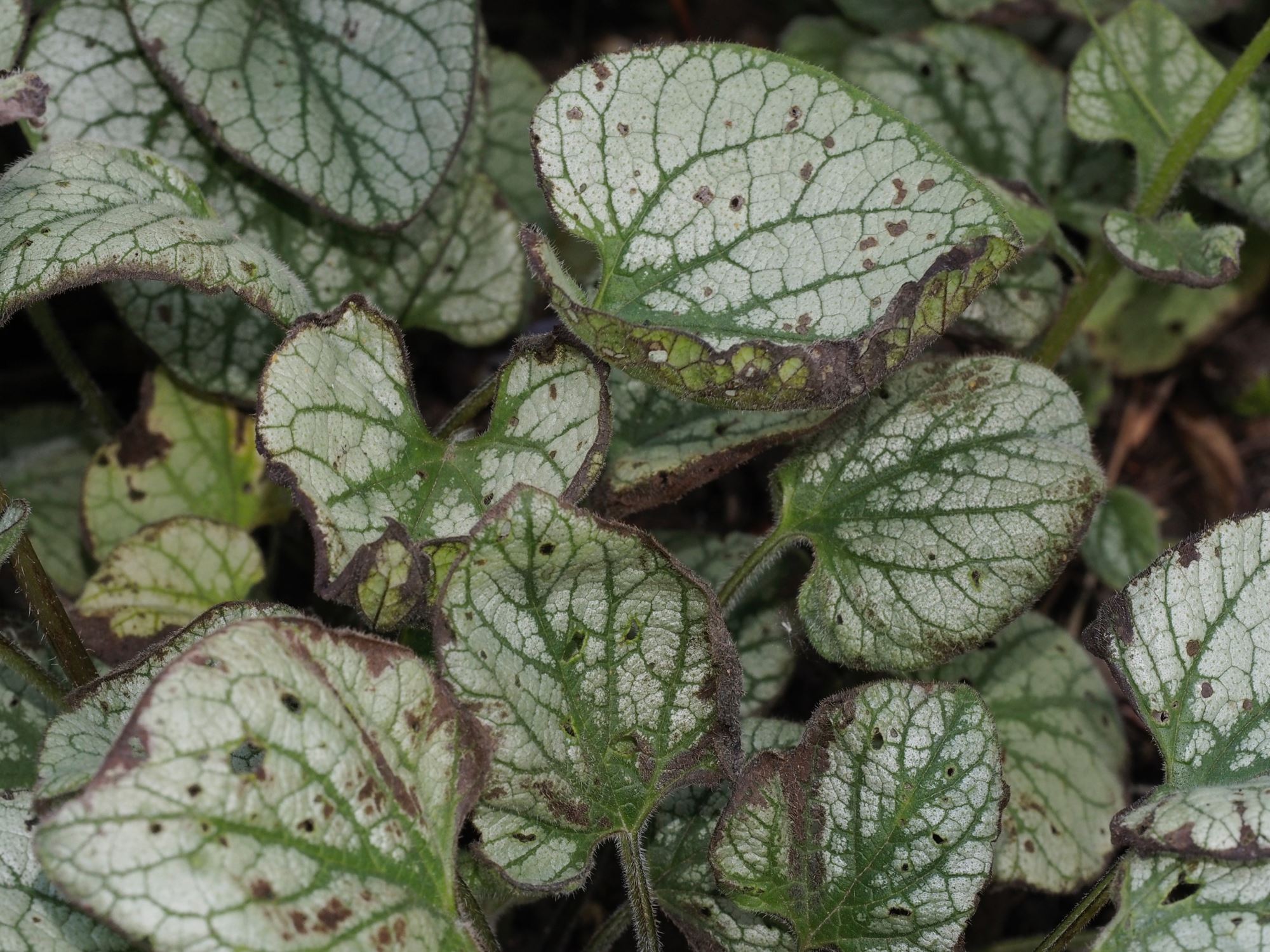 Image of Brunnera macrophylla 'Jack Frost'