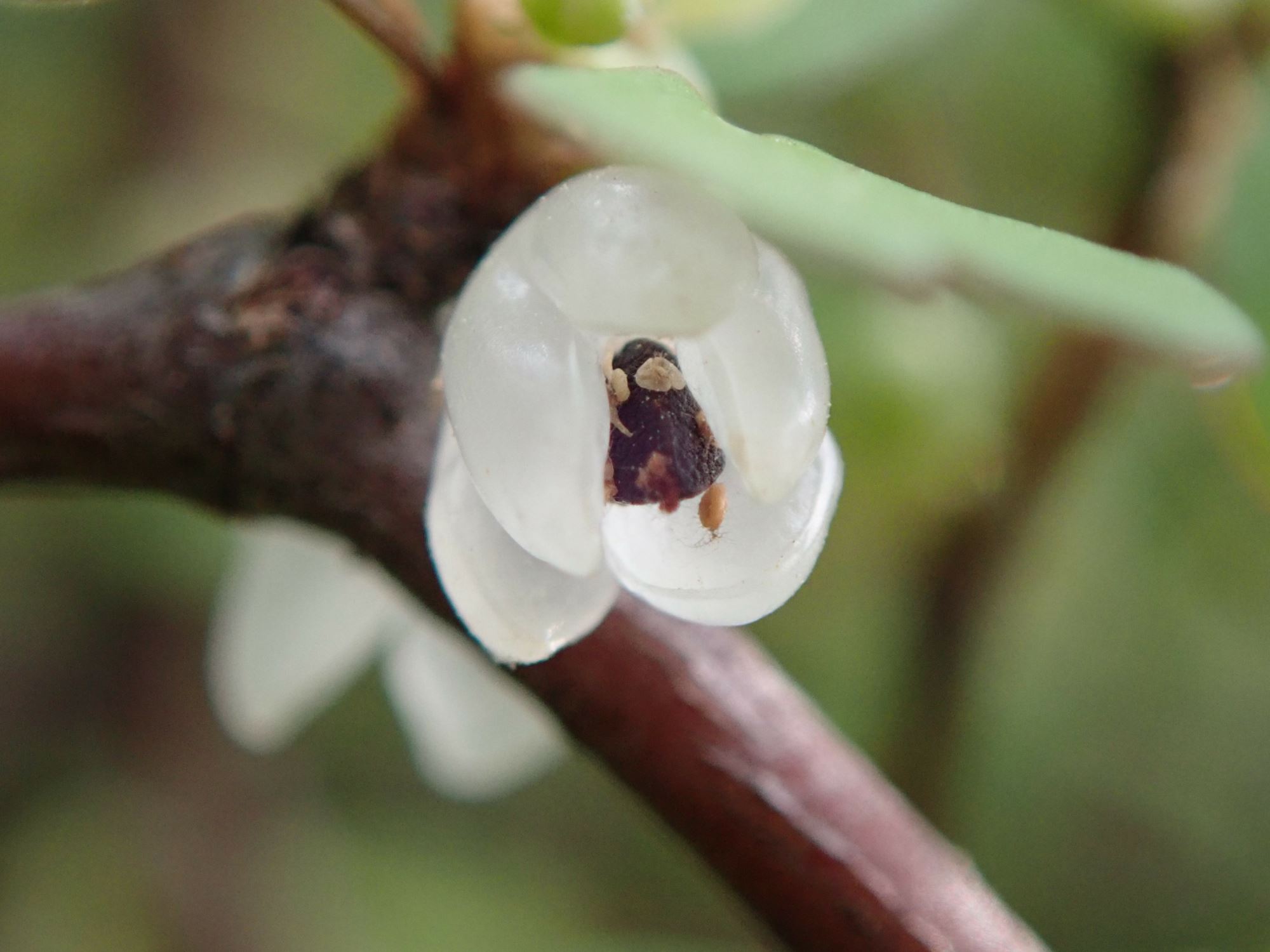 Image of Muehlenbeckia astonii