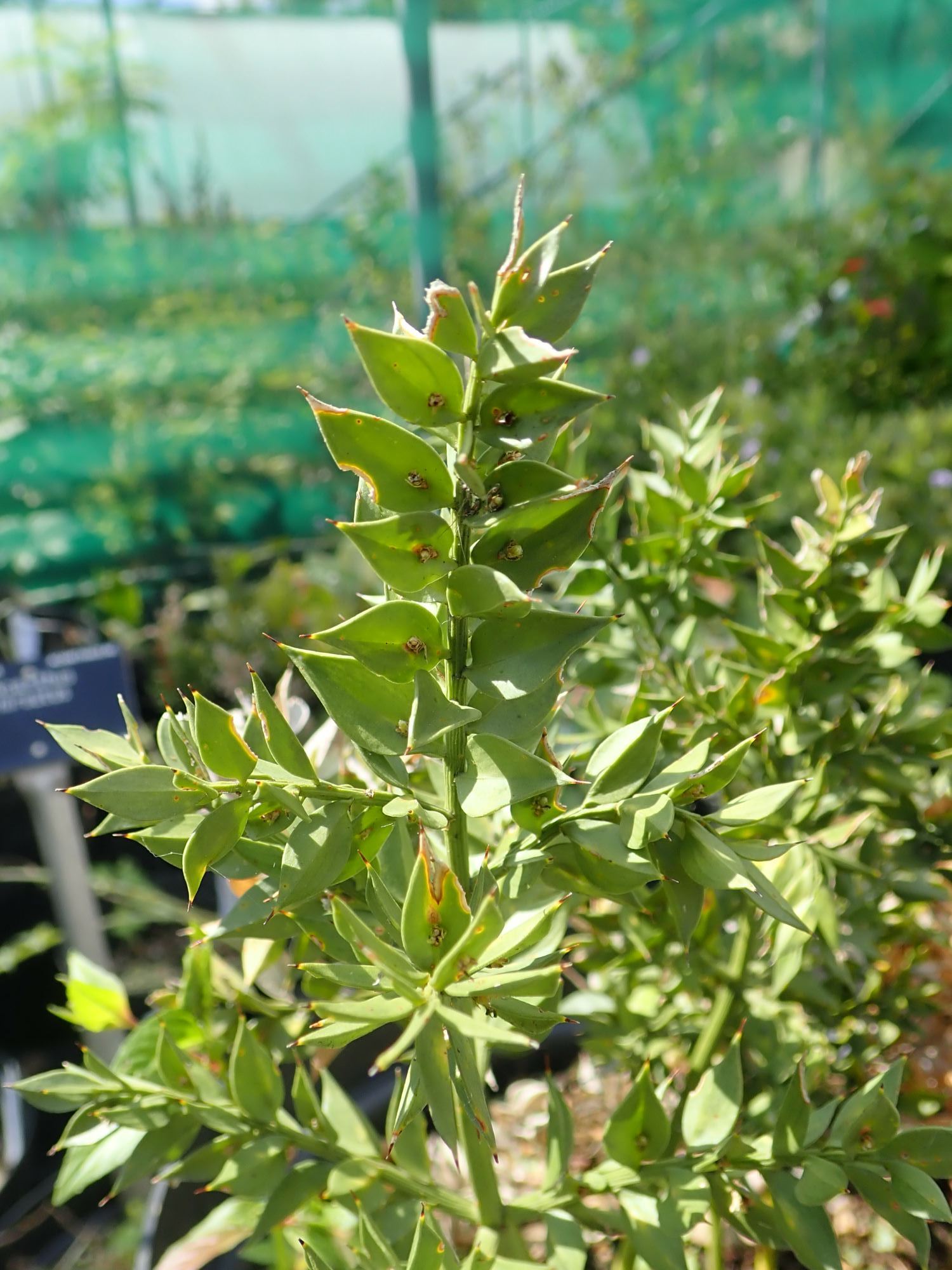 Image of Ruscus aculeatus