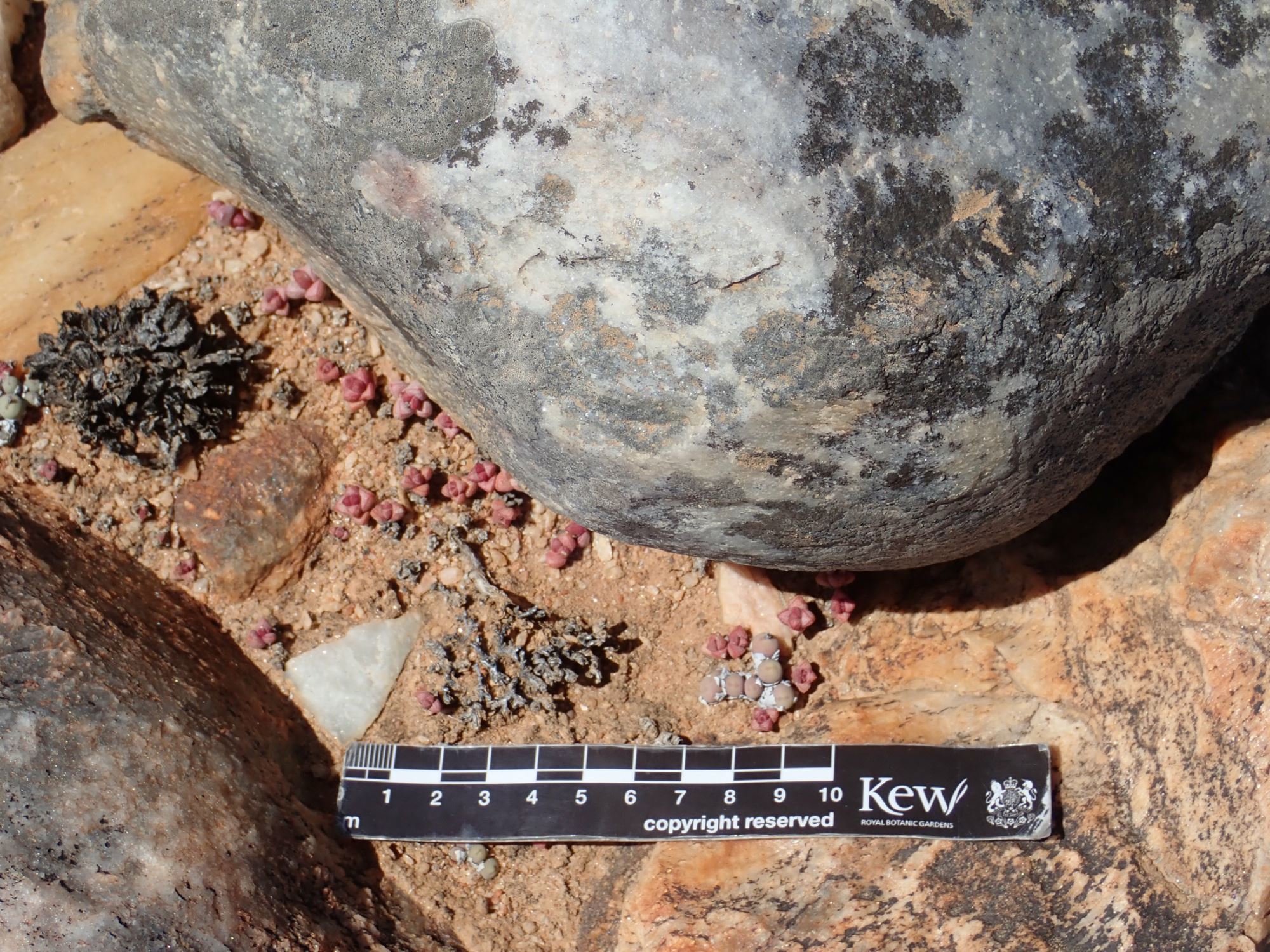 Image of Conophytum obscurum