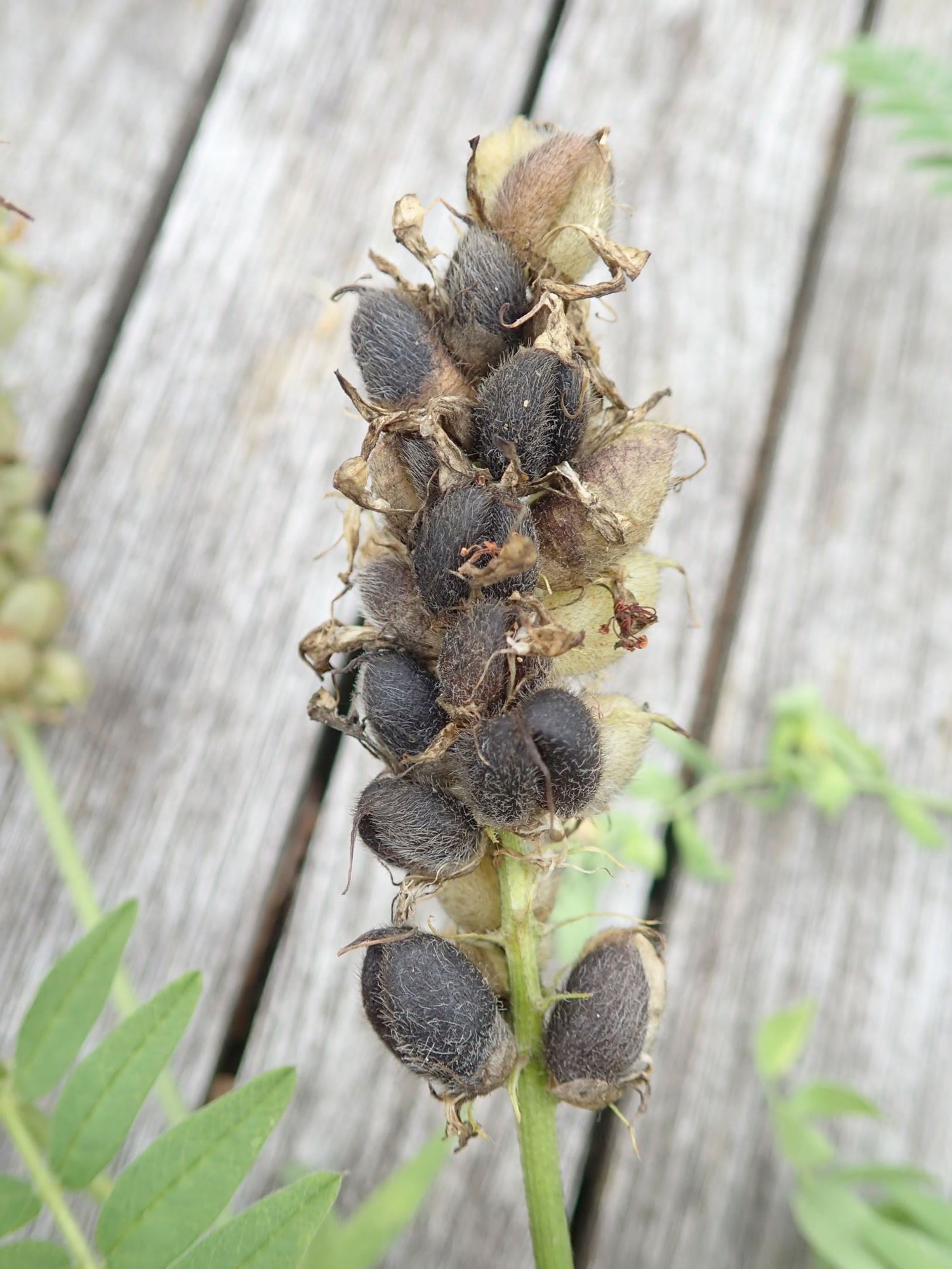 Image of Astragalus cicer