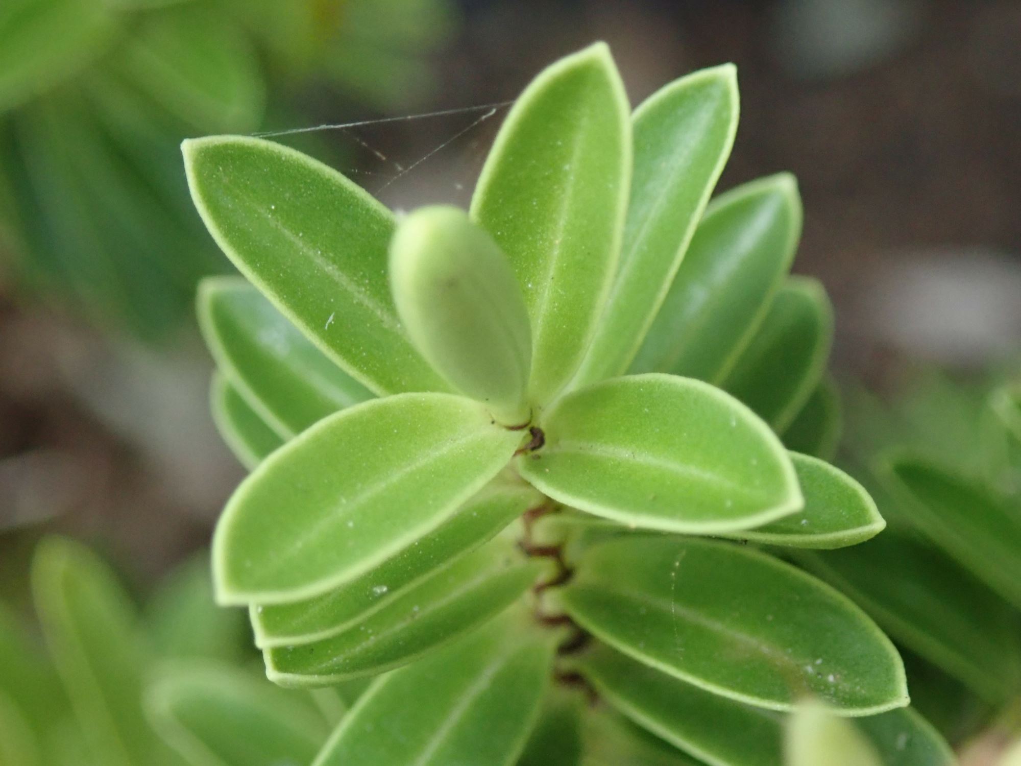Image of Veronica rakaiensis