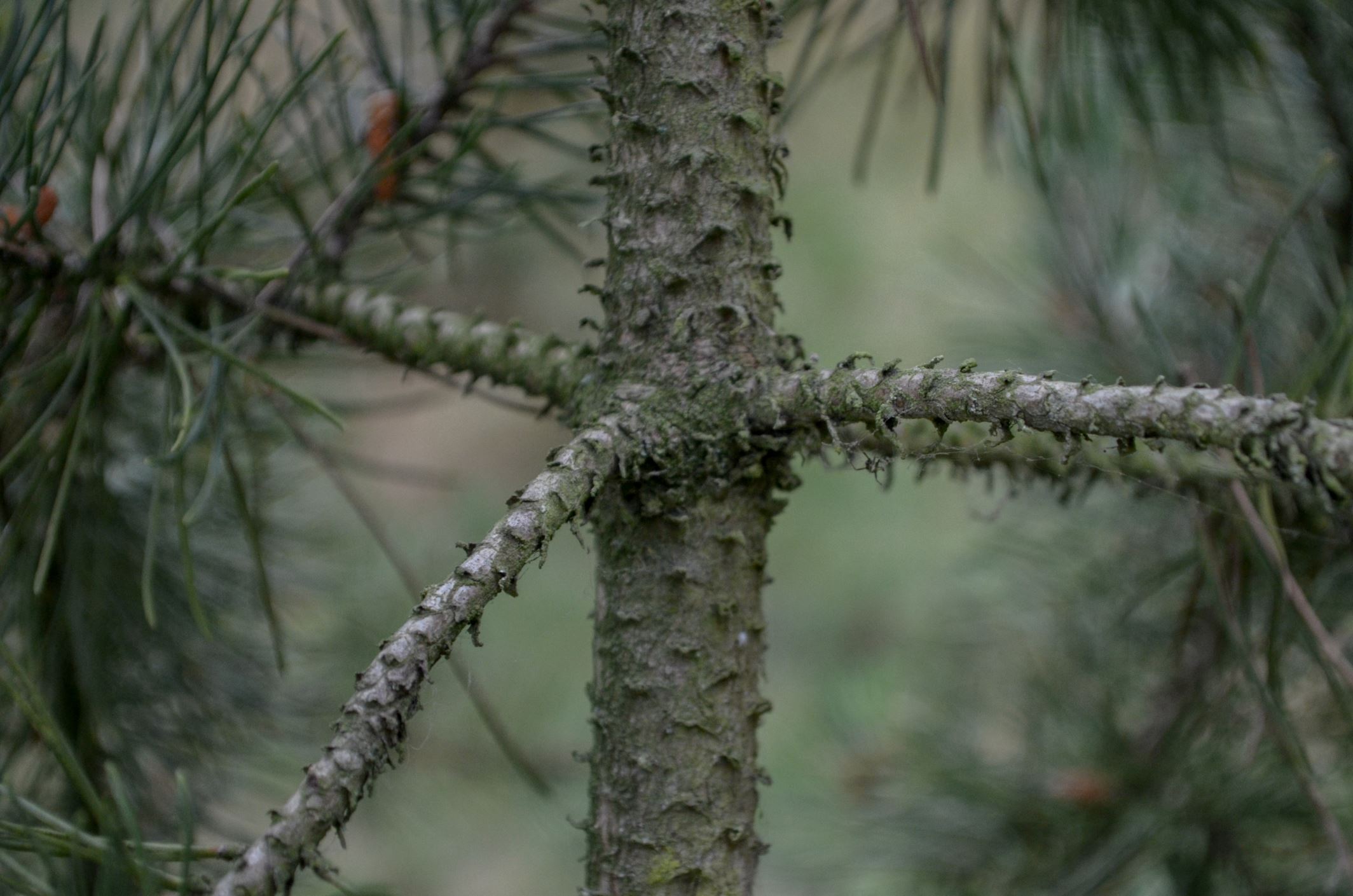 Image of Pinus mugo