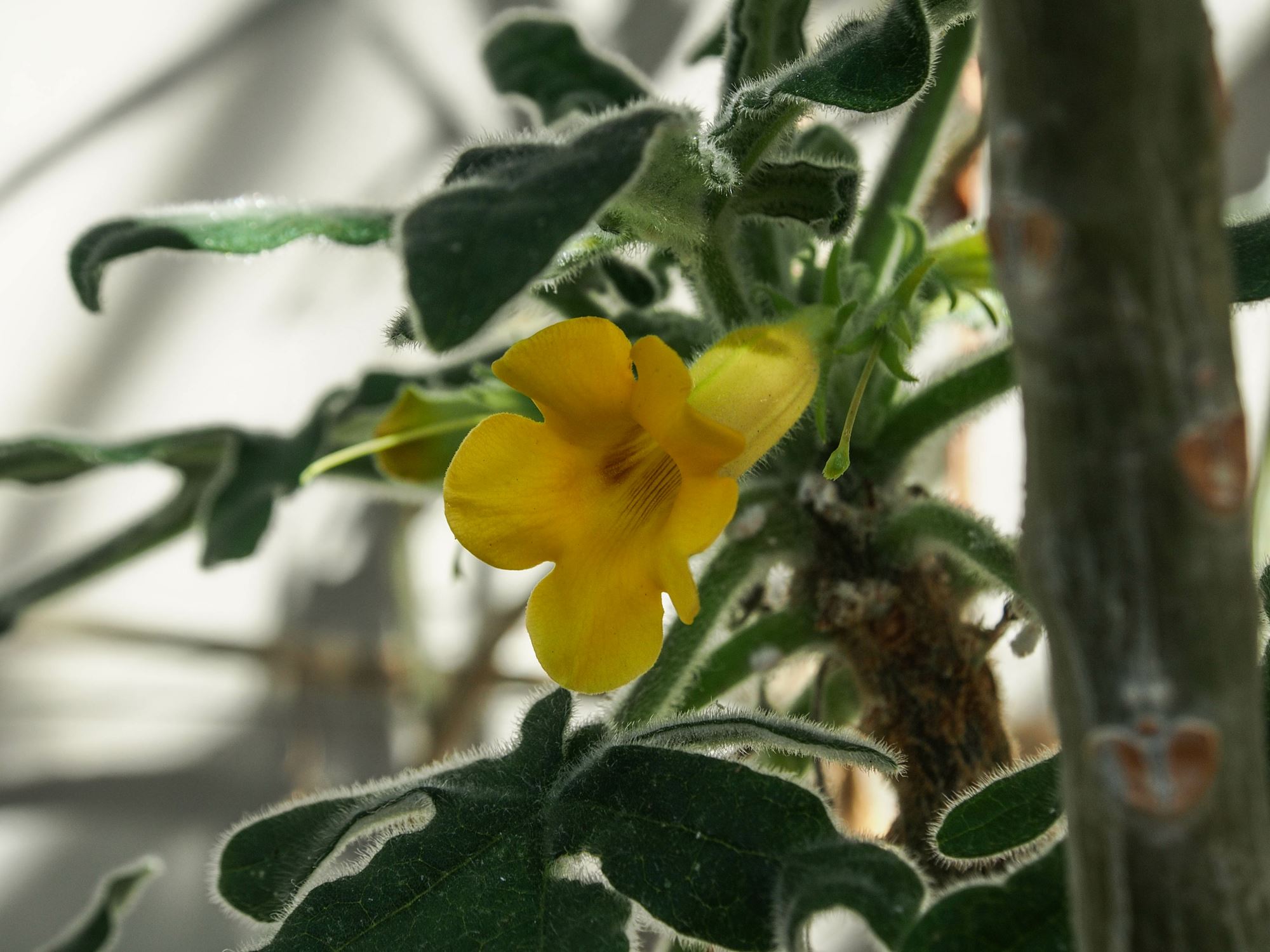 Image of Uncarina roeoesliana