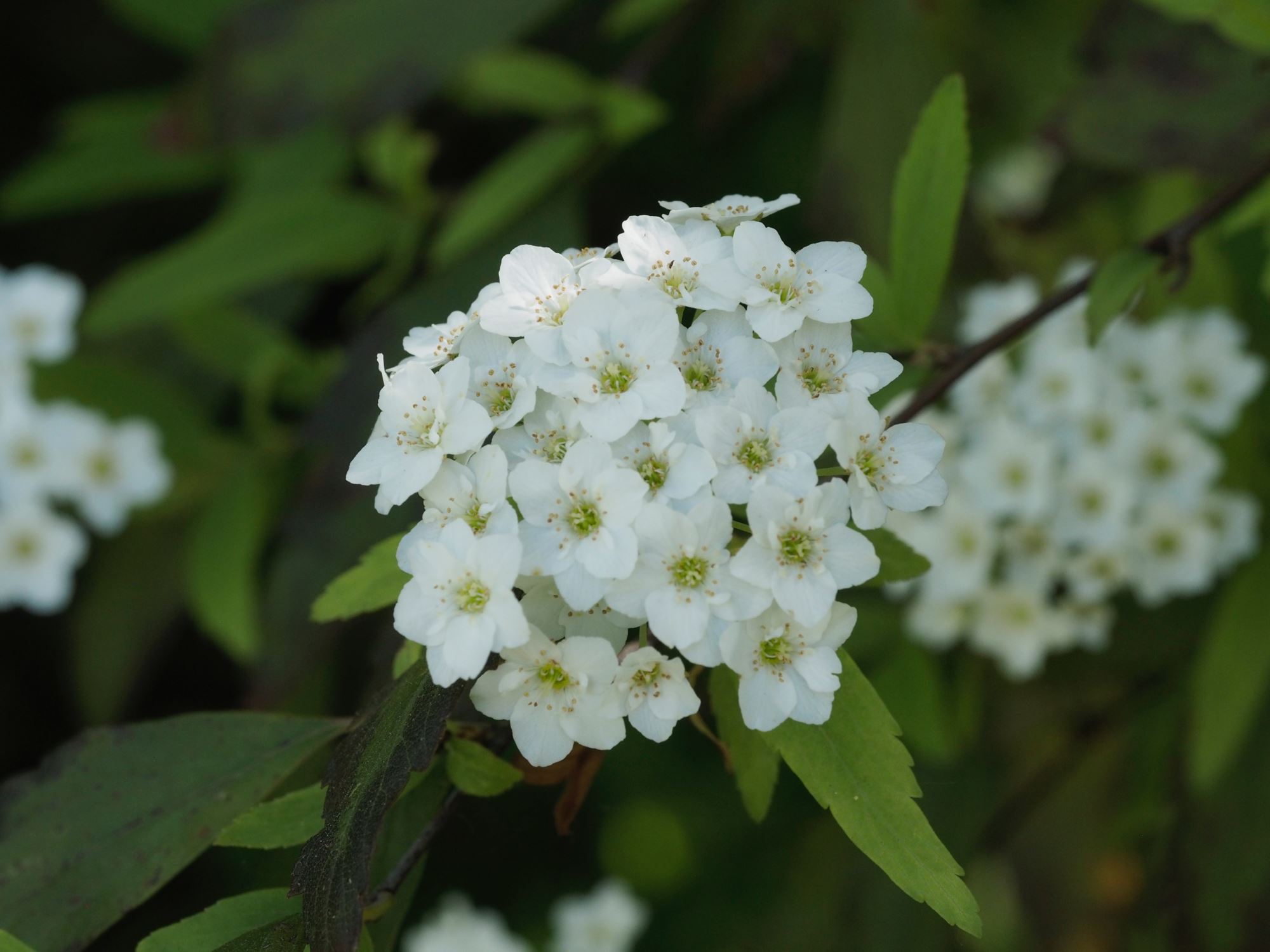 Image of Photinia davidiana