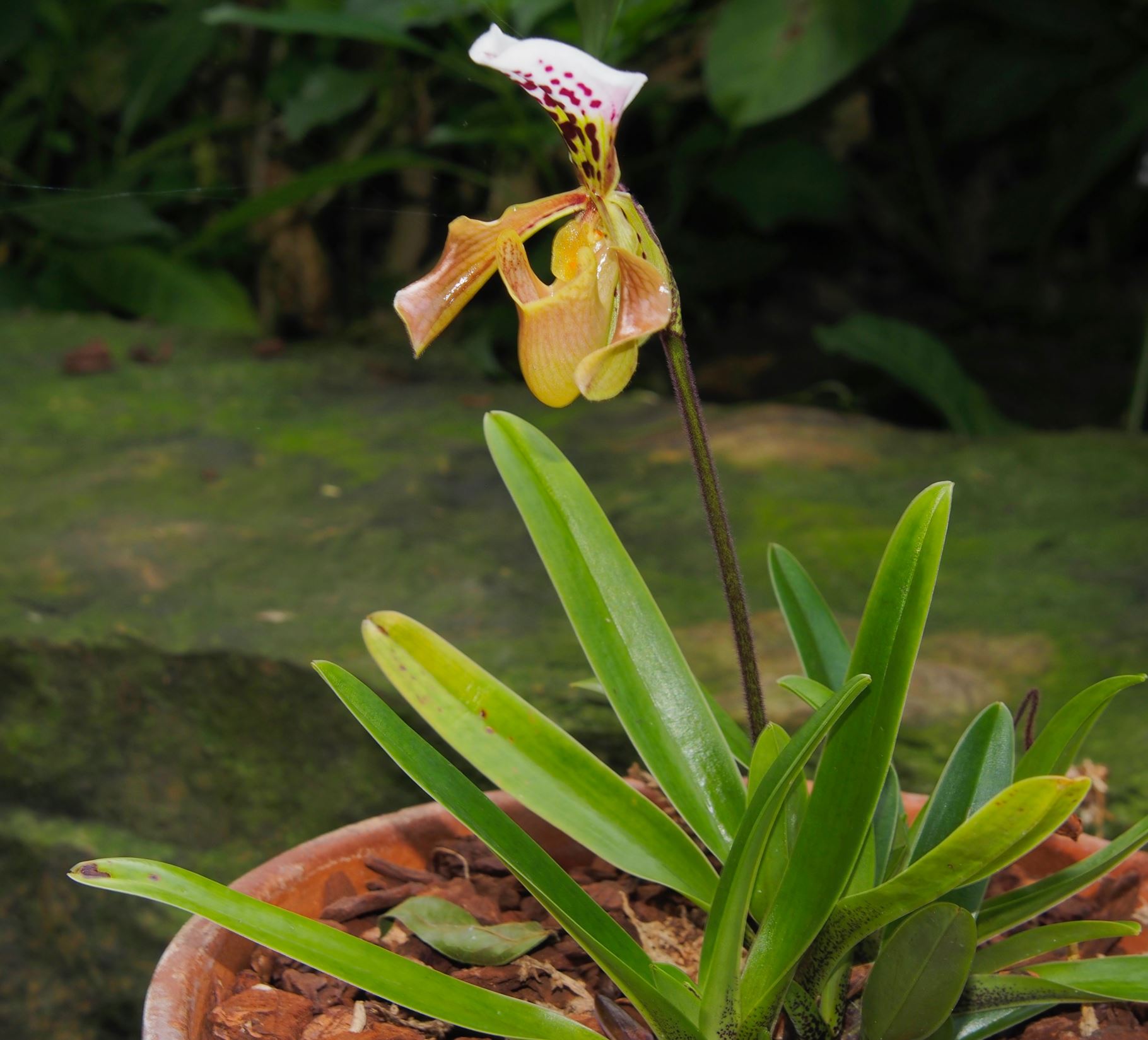Image of Paphiopedilum gratrixianum
